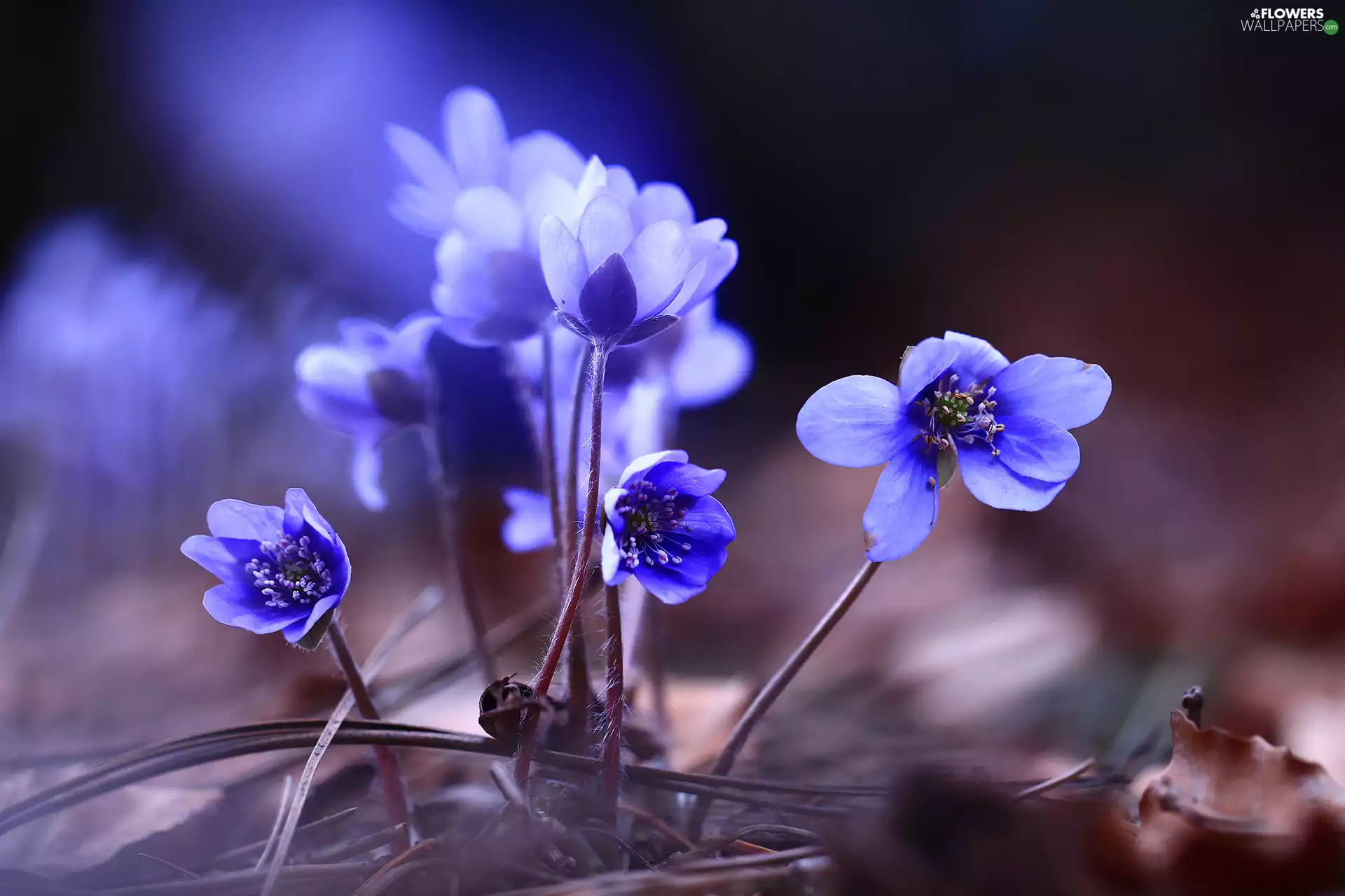 Flowers, Liverworts, Blue