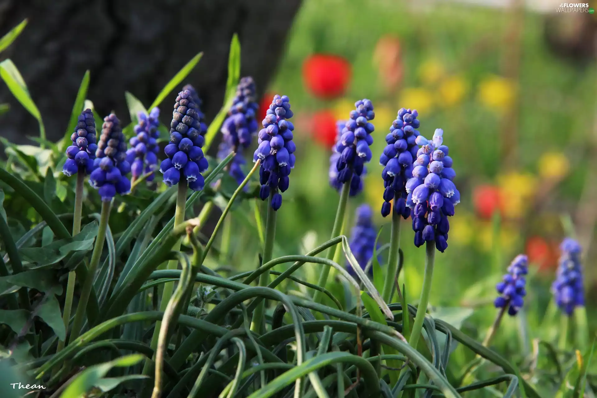 Flowers, Muscari, Blue