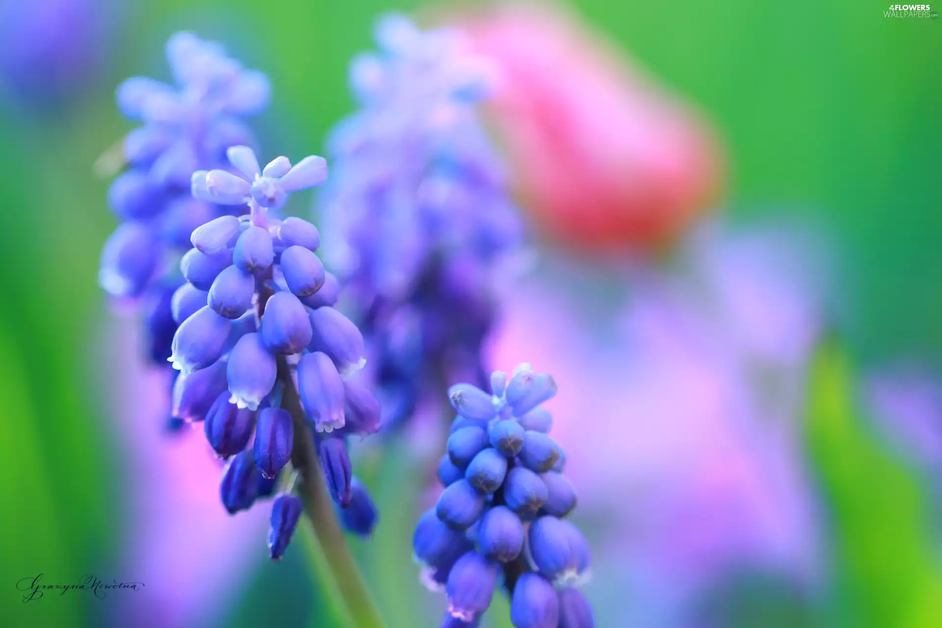 Flowers, Muscari, Blue