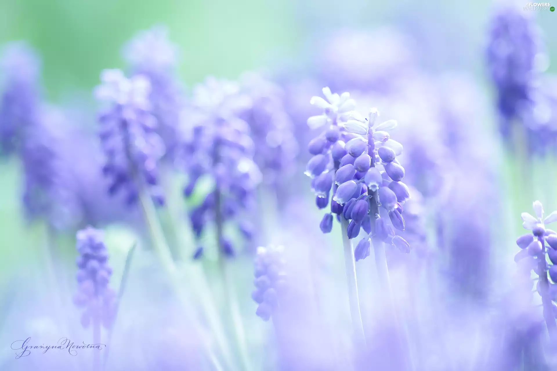 Flowers, Muscari, Blue