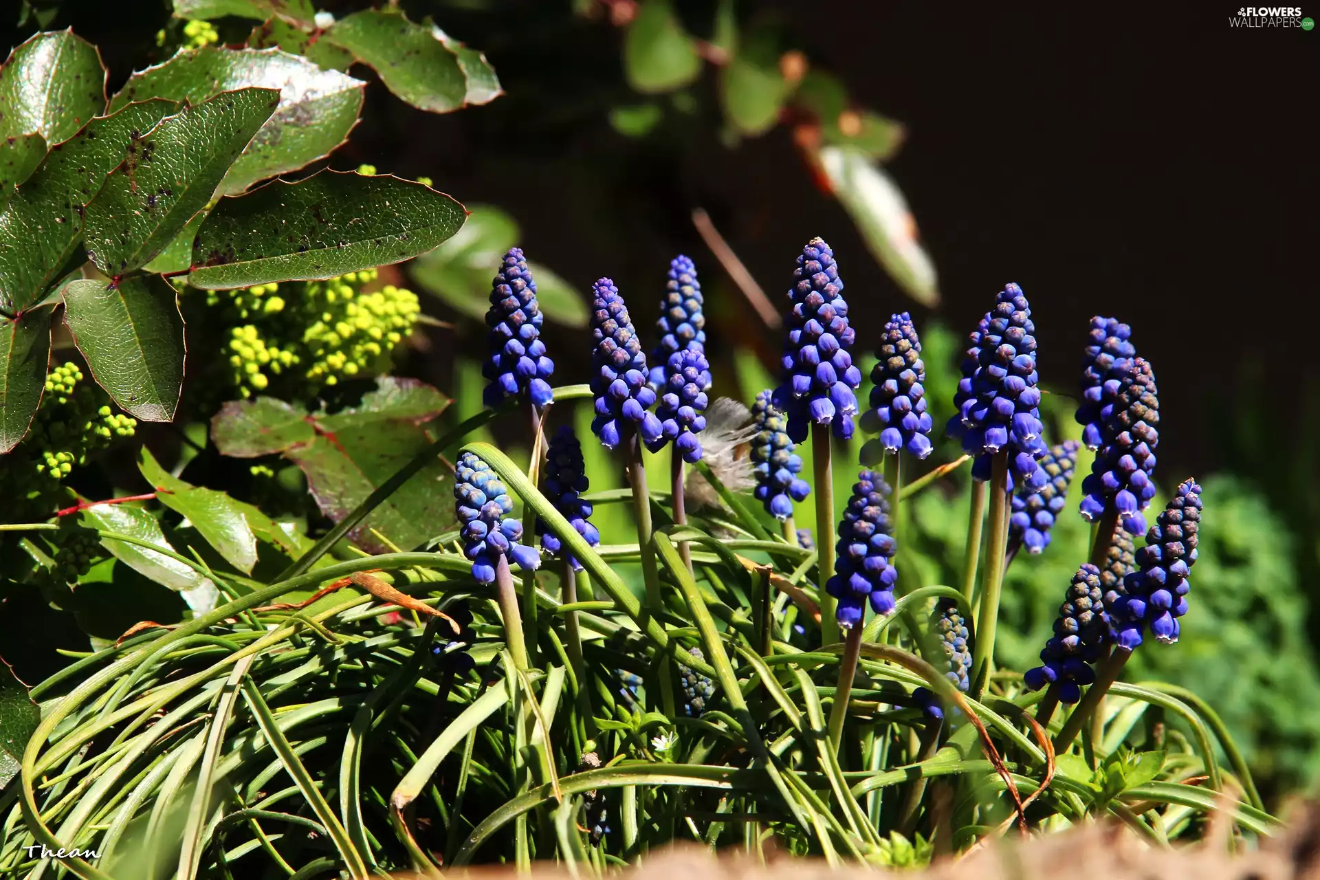 Flowers, Muscari, Blue