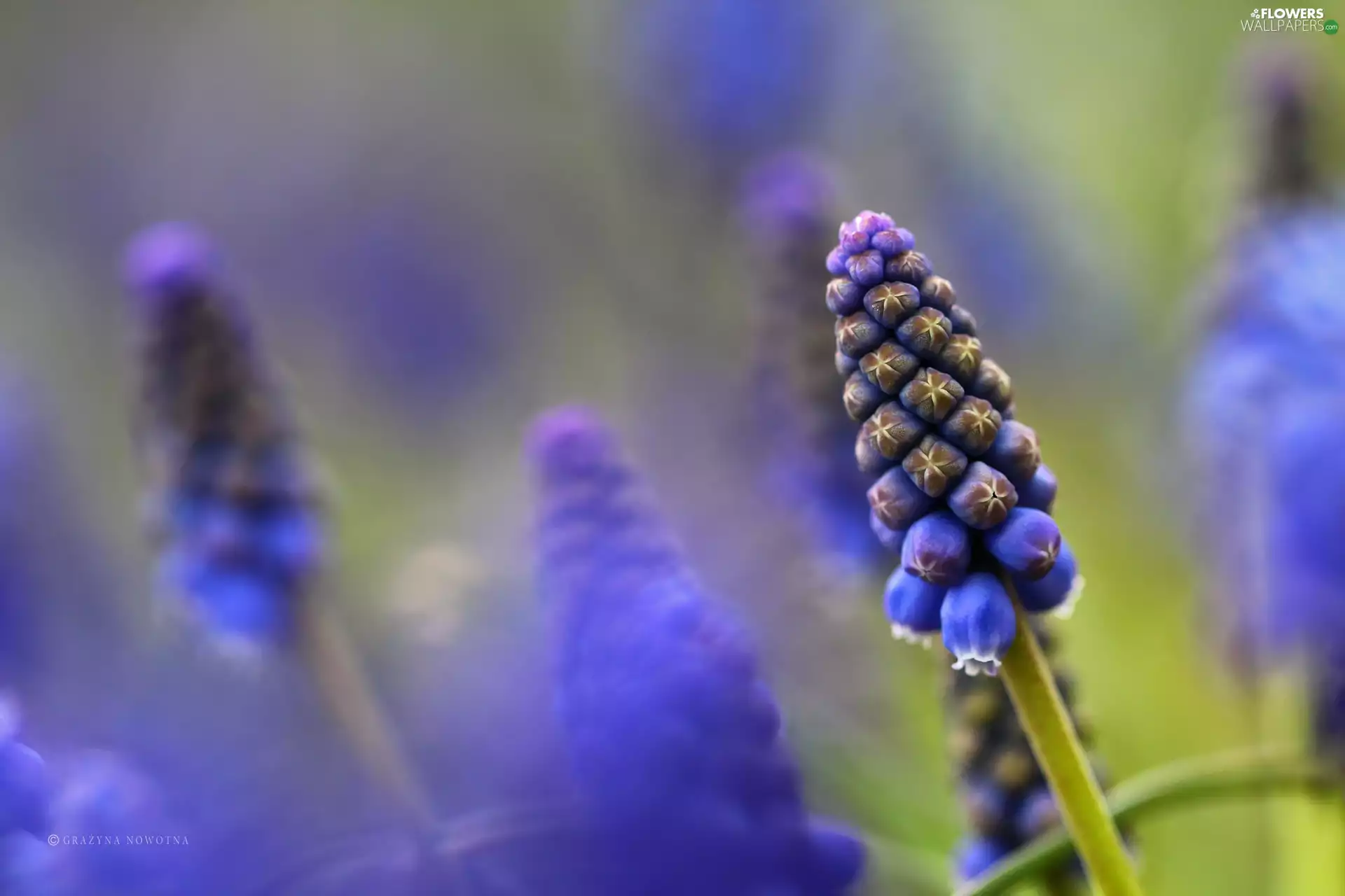Flowers, Muscari, Blue
