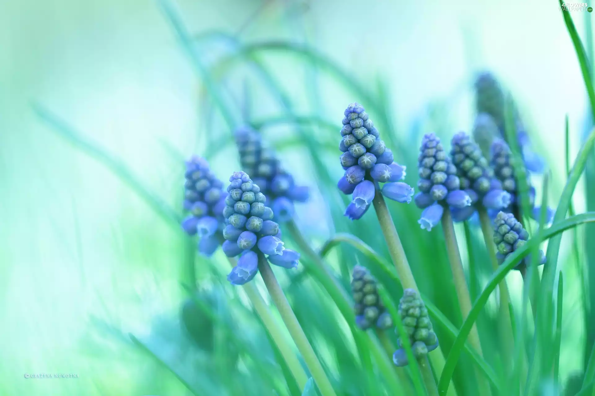 Flowers, Muscari, Blue