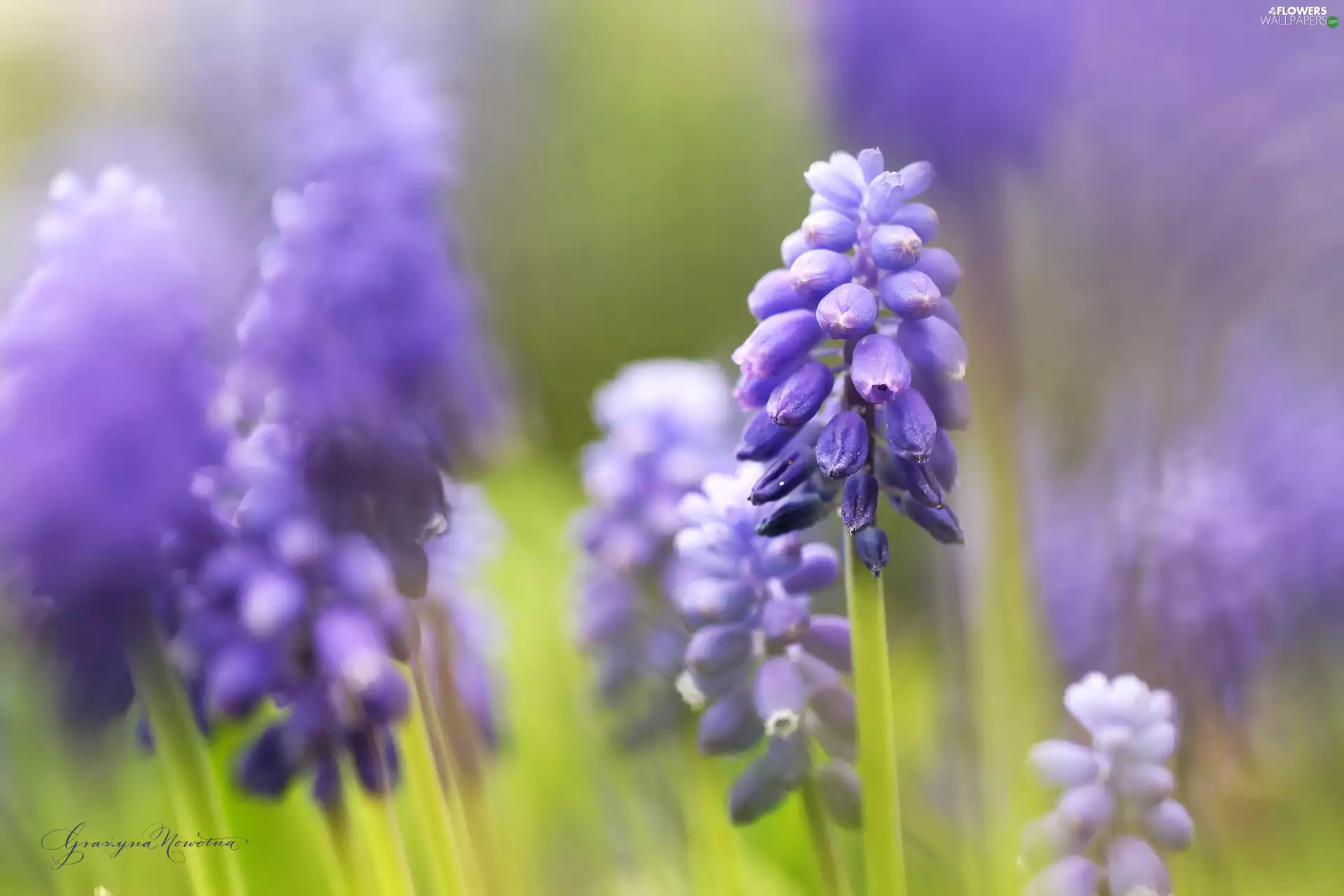 Flowers, Muscari, Blue