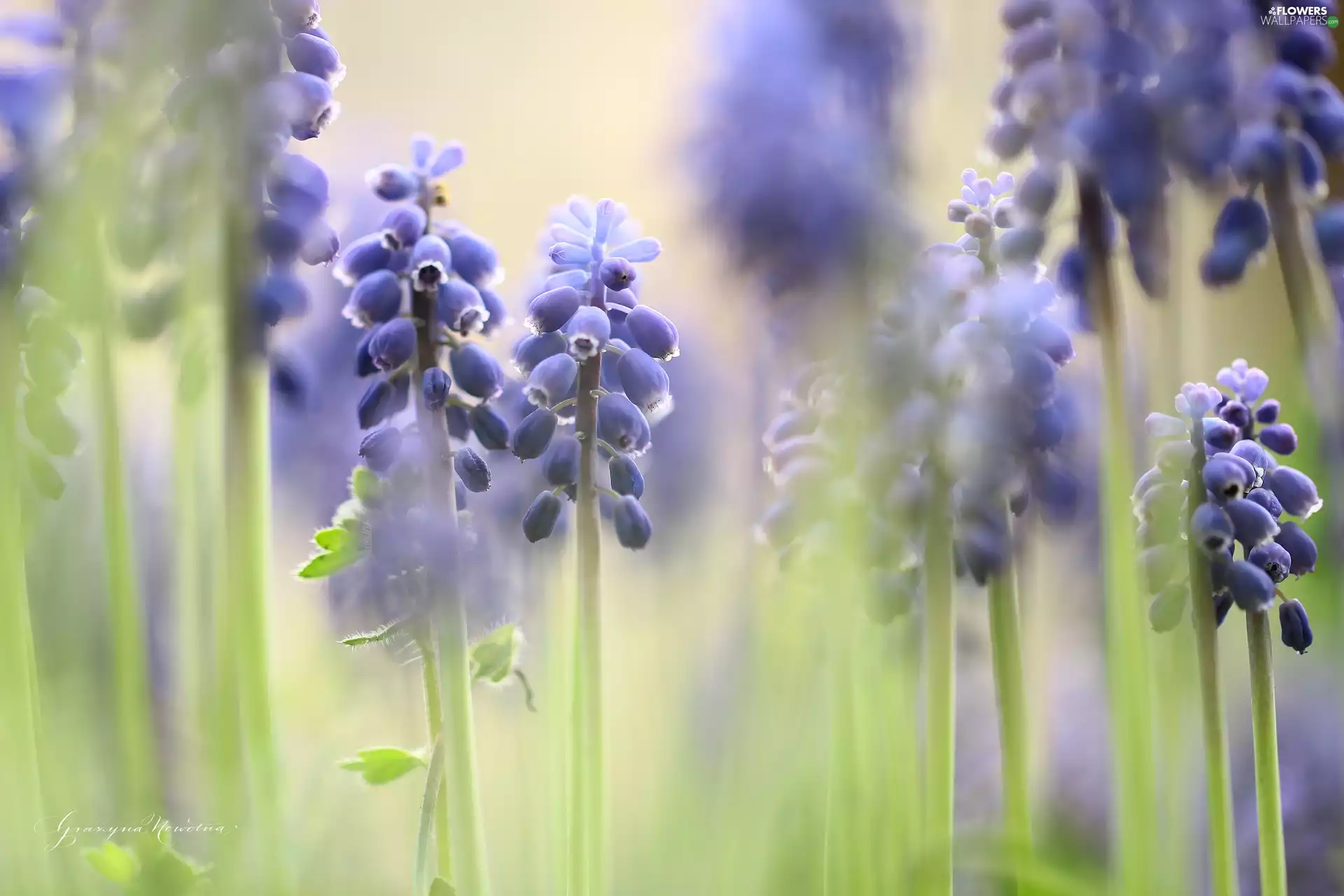 Flowers, Muscari, Blue