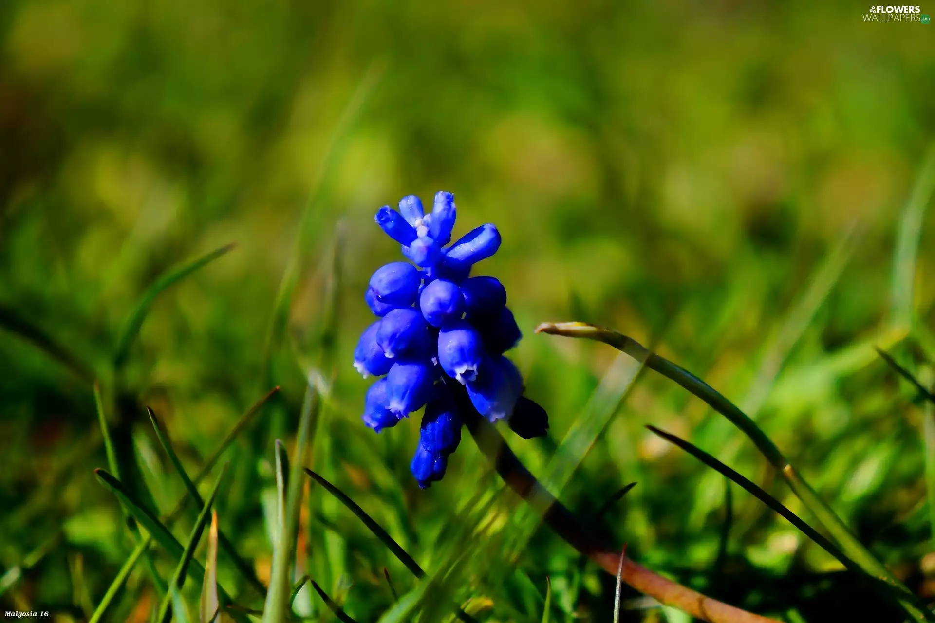 Colourfull Flowers, blue, flower, Muscari