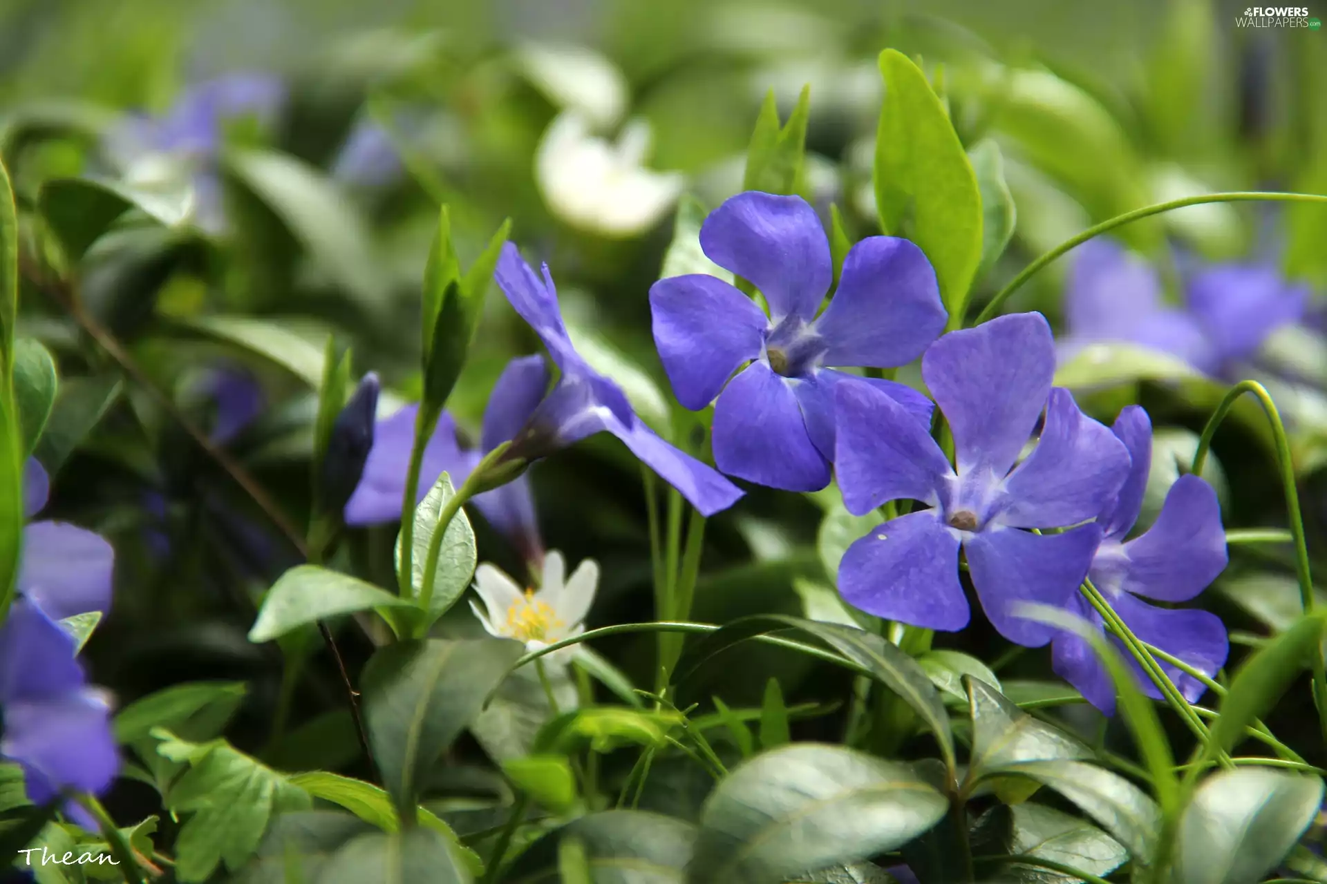 Flowers, myrtle, Blue