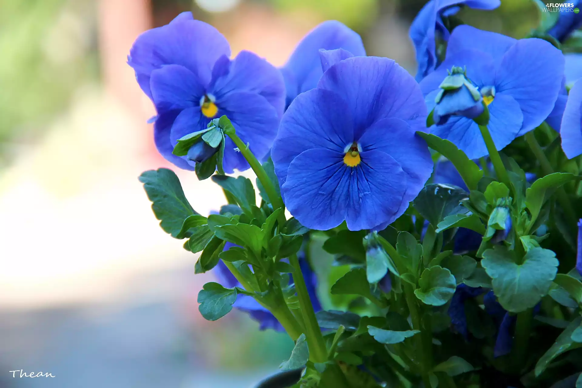 Flowers, pansies, Blue