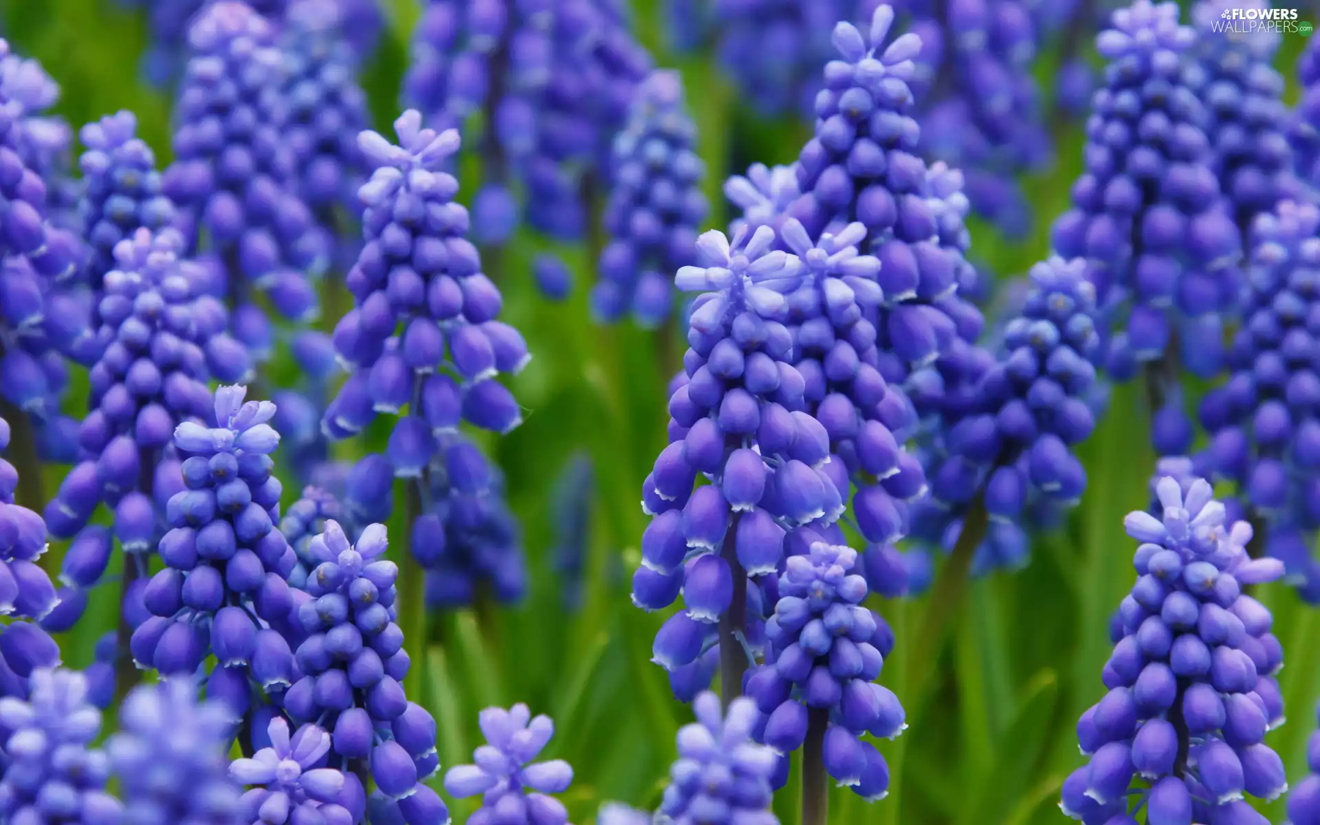 Blue, Muscari, rapprochement, Flowers