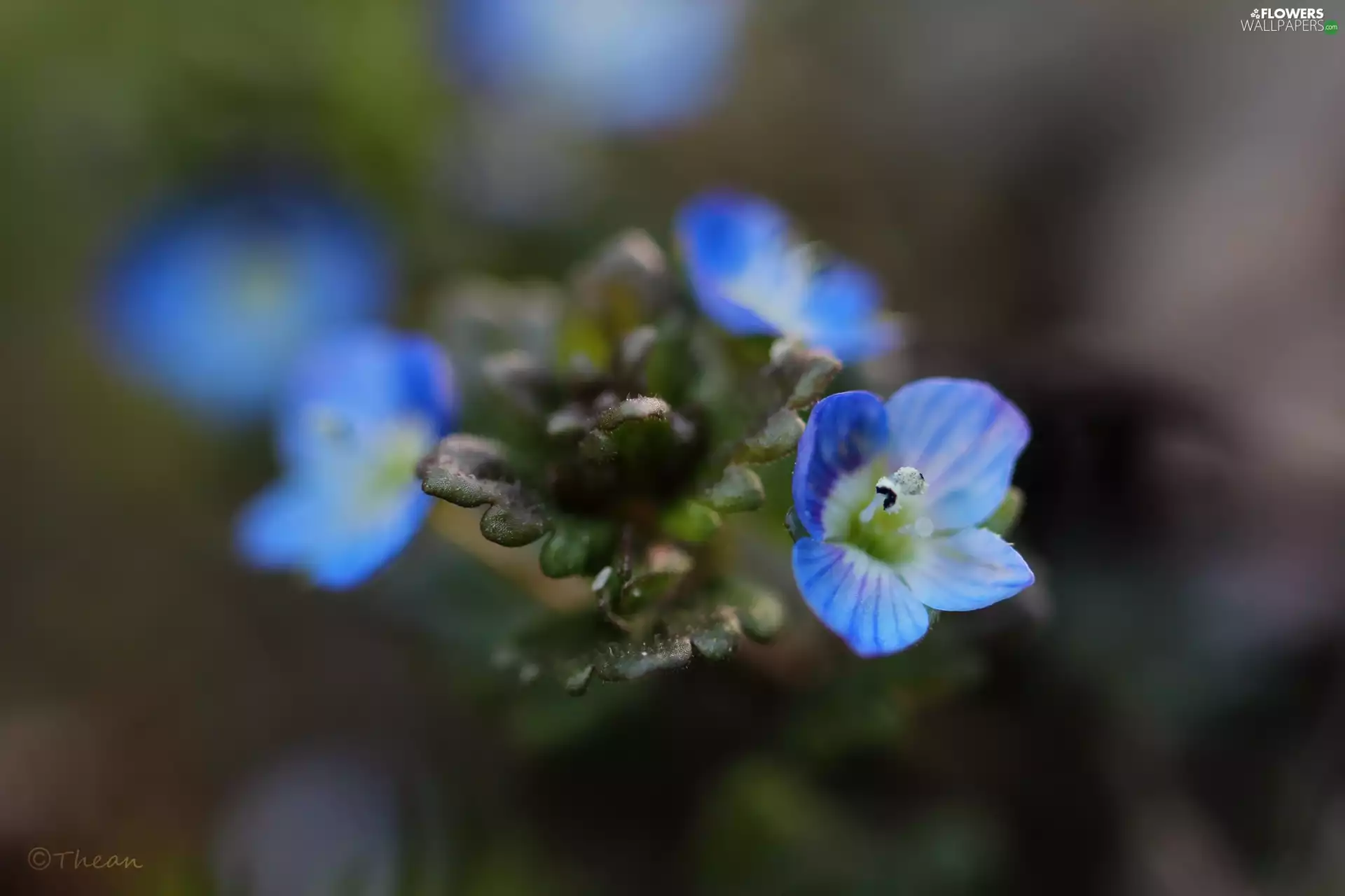 Flowers, speedwell, Blue