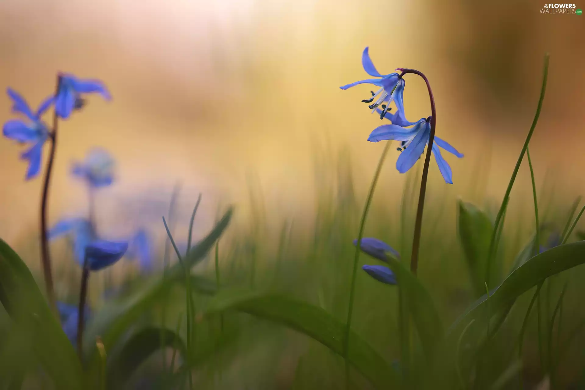 rapprochement, Flowers, Blue, Siberian squill