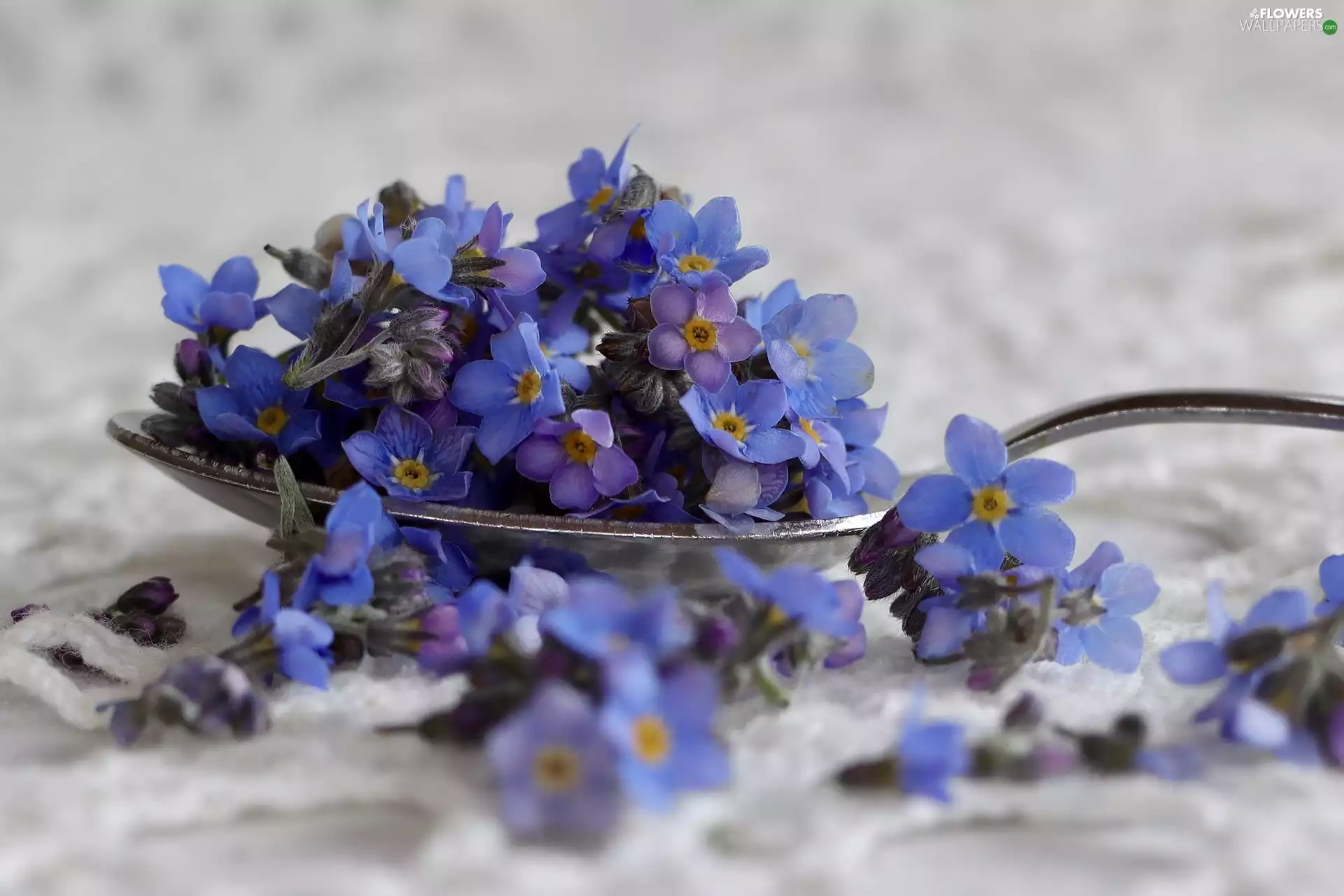 Blue, Forget, teaspoon, Flowers
