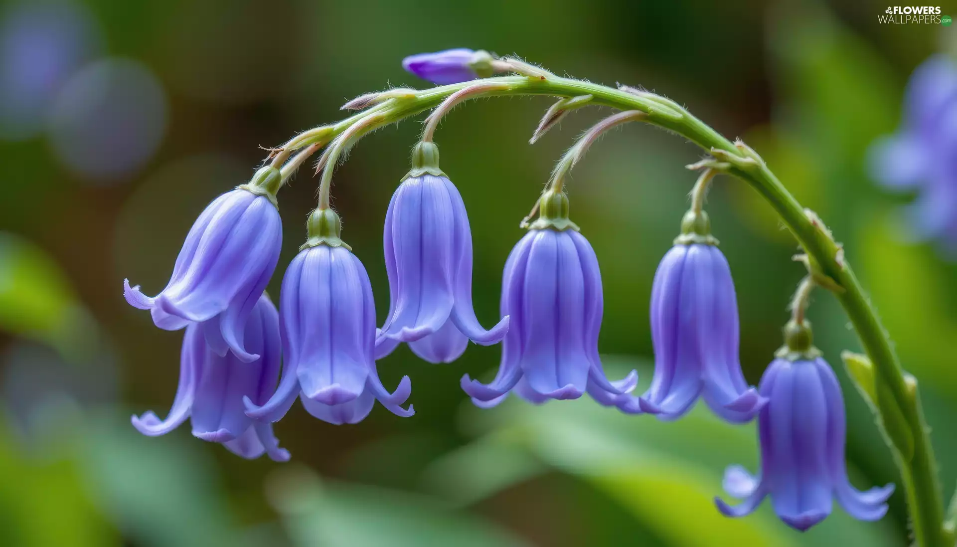 Blue, ringtones, twig, Flowers