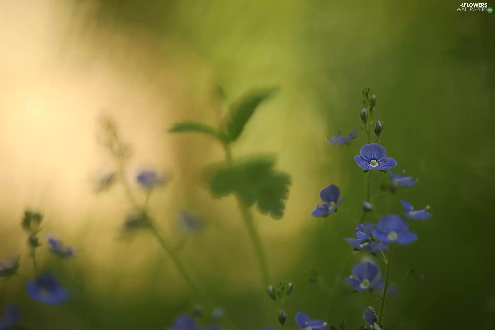 Flowers, Veronica, Blue