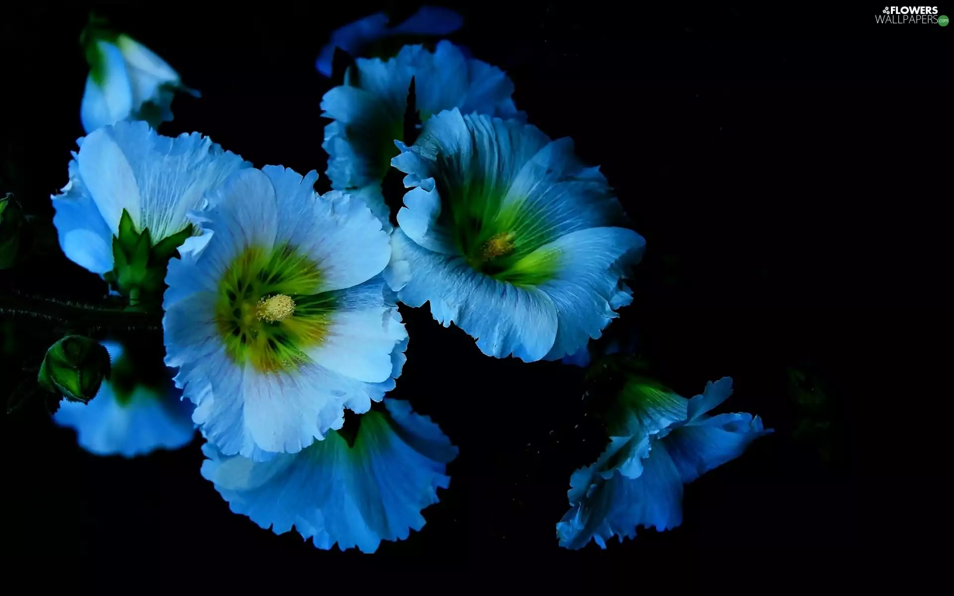 Blue, Flowers