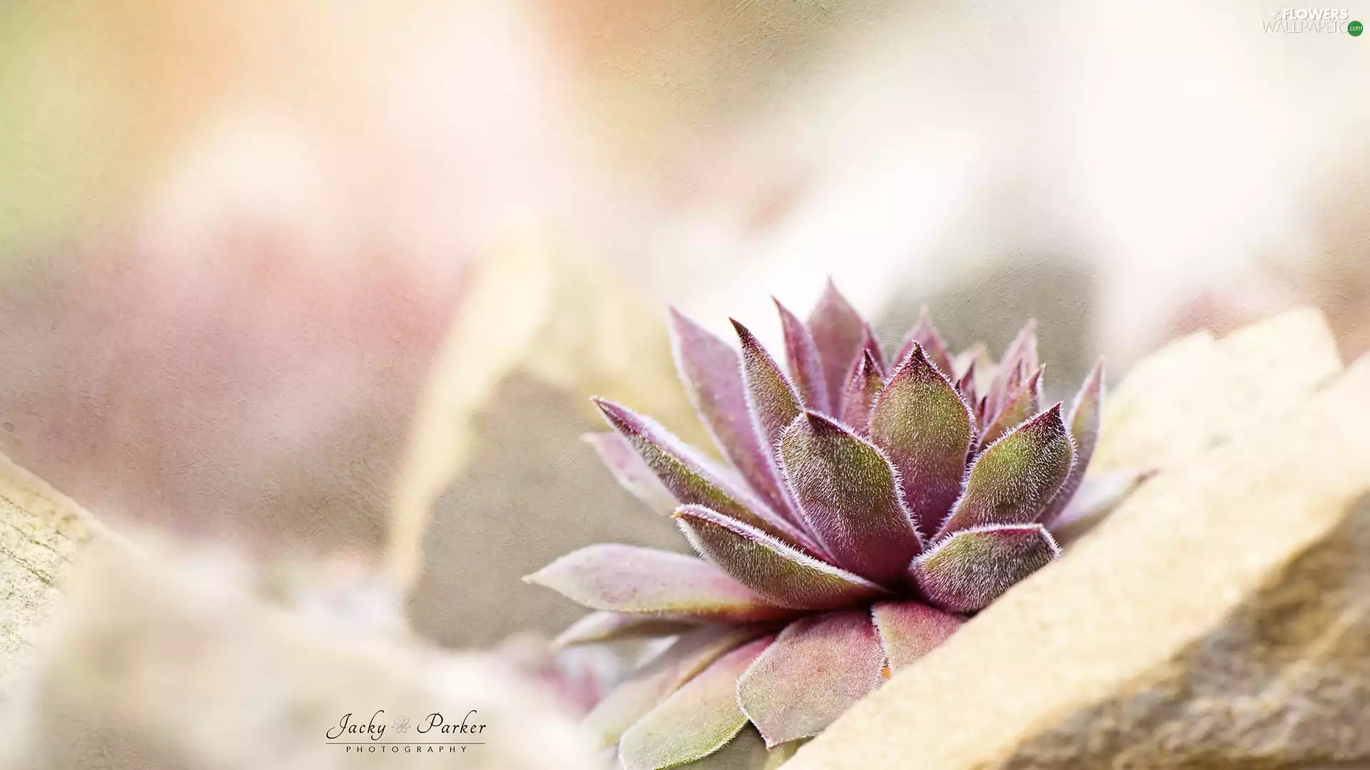 Colourfull Flowers, blur, Close, Sempervivum