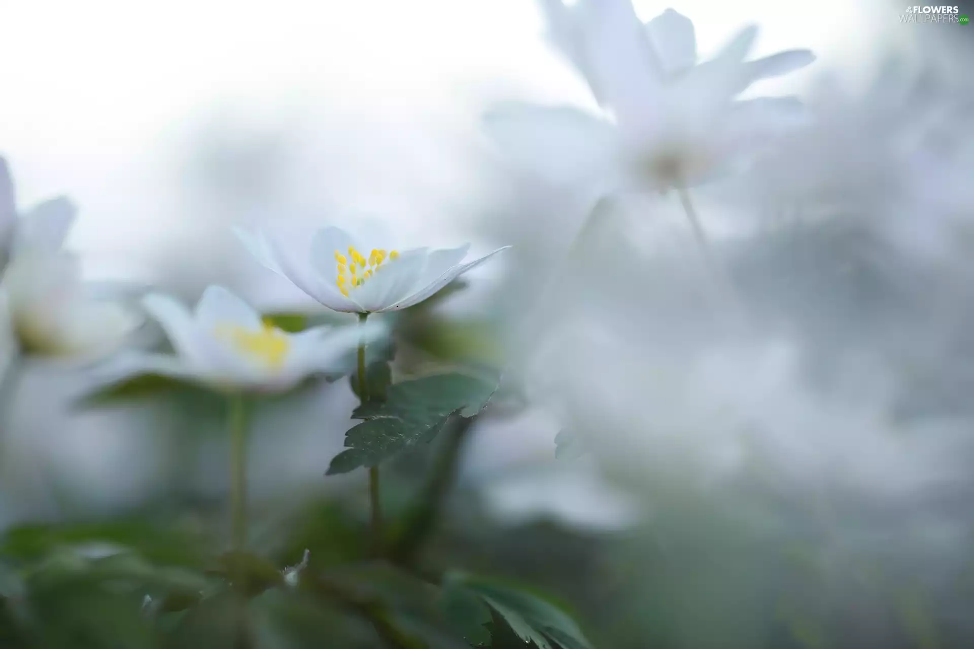White, Flowers, blurry background, Anemones