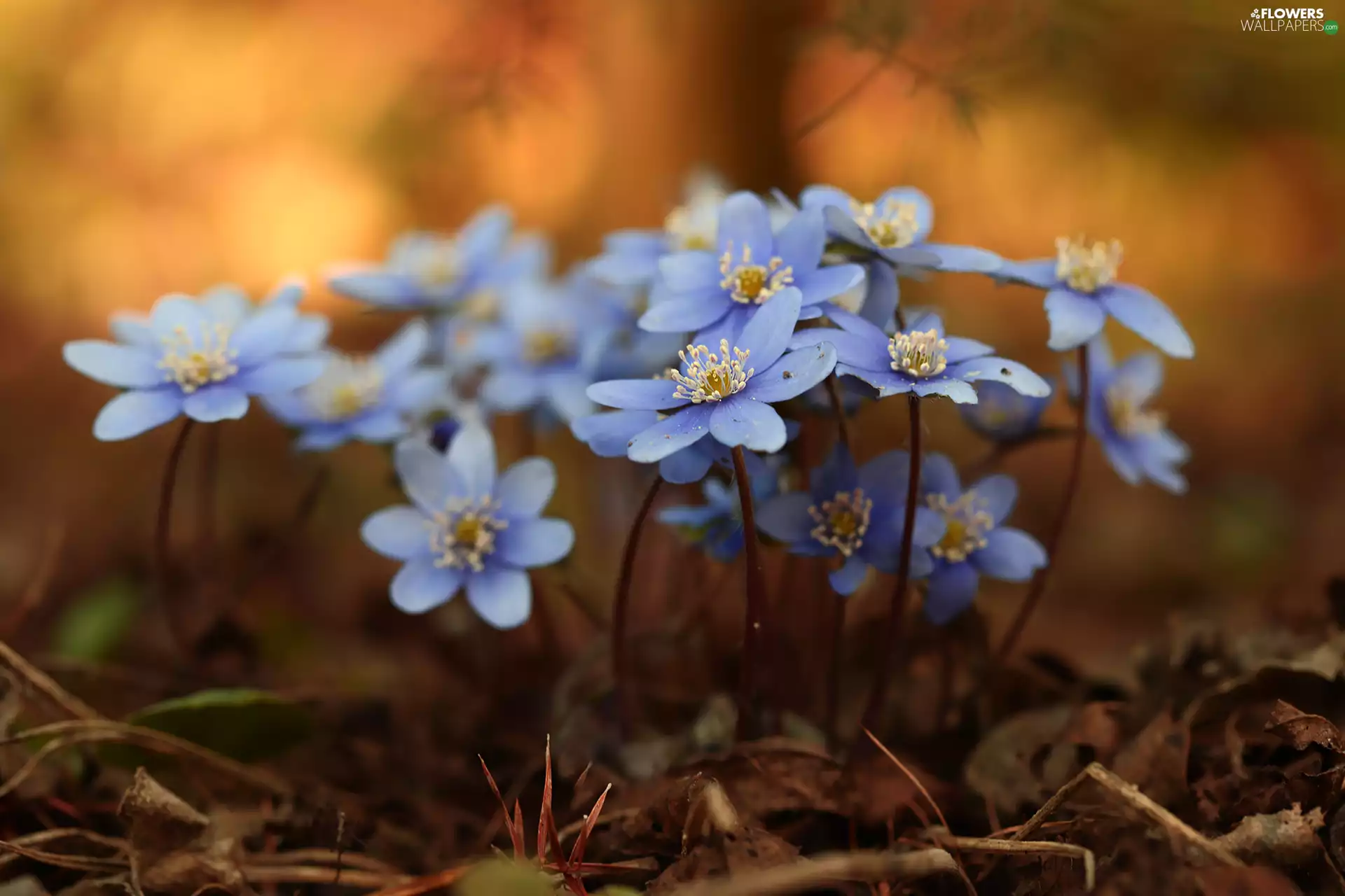 Liverworts, Flowers, blurry background, Blue