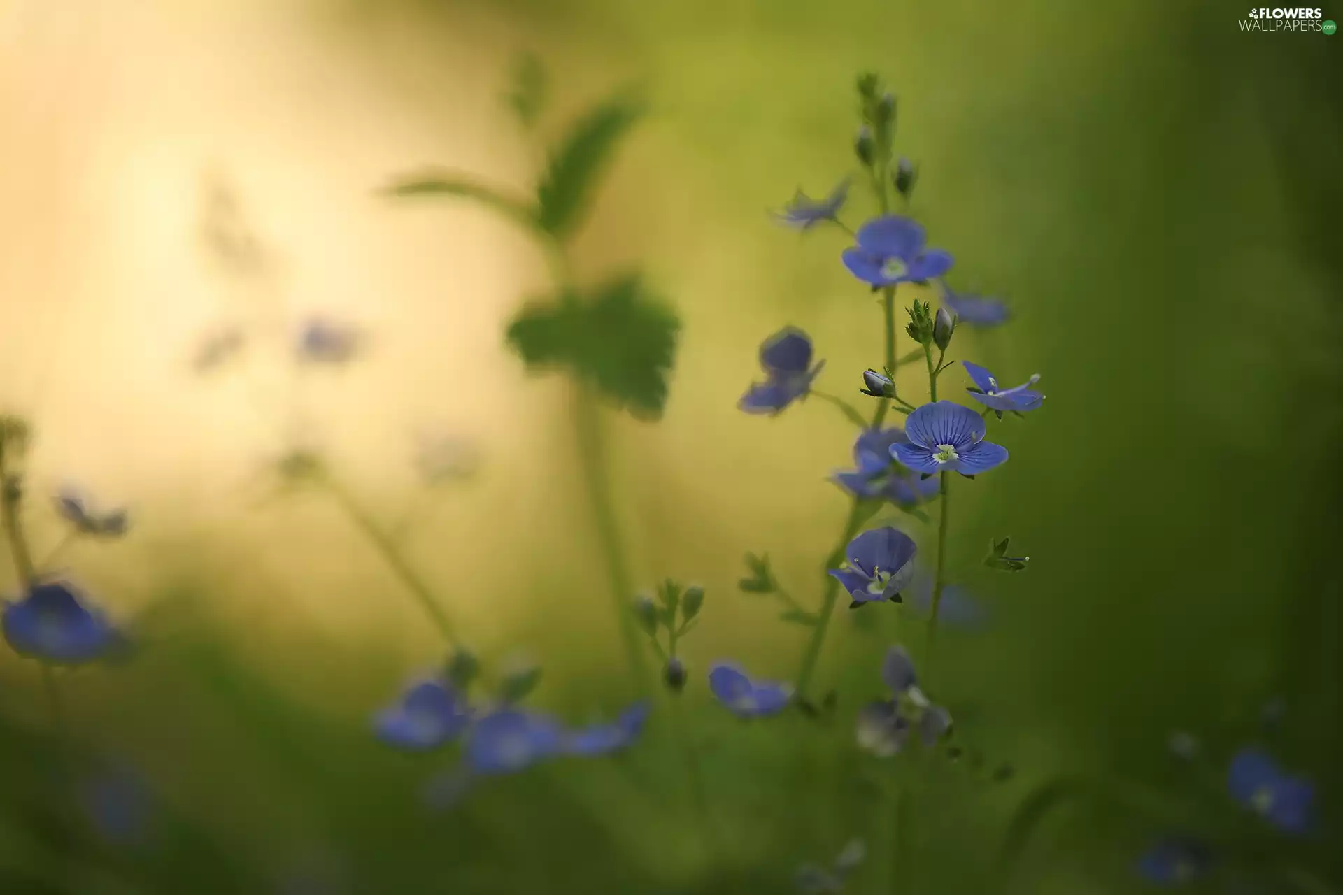 Veronica, Flowers, blurry background, Blue