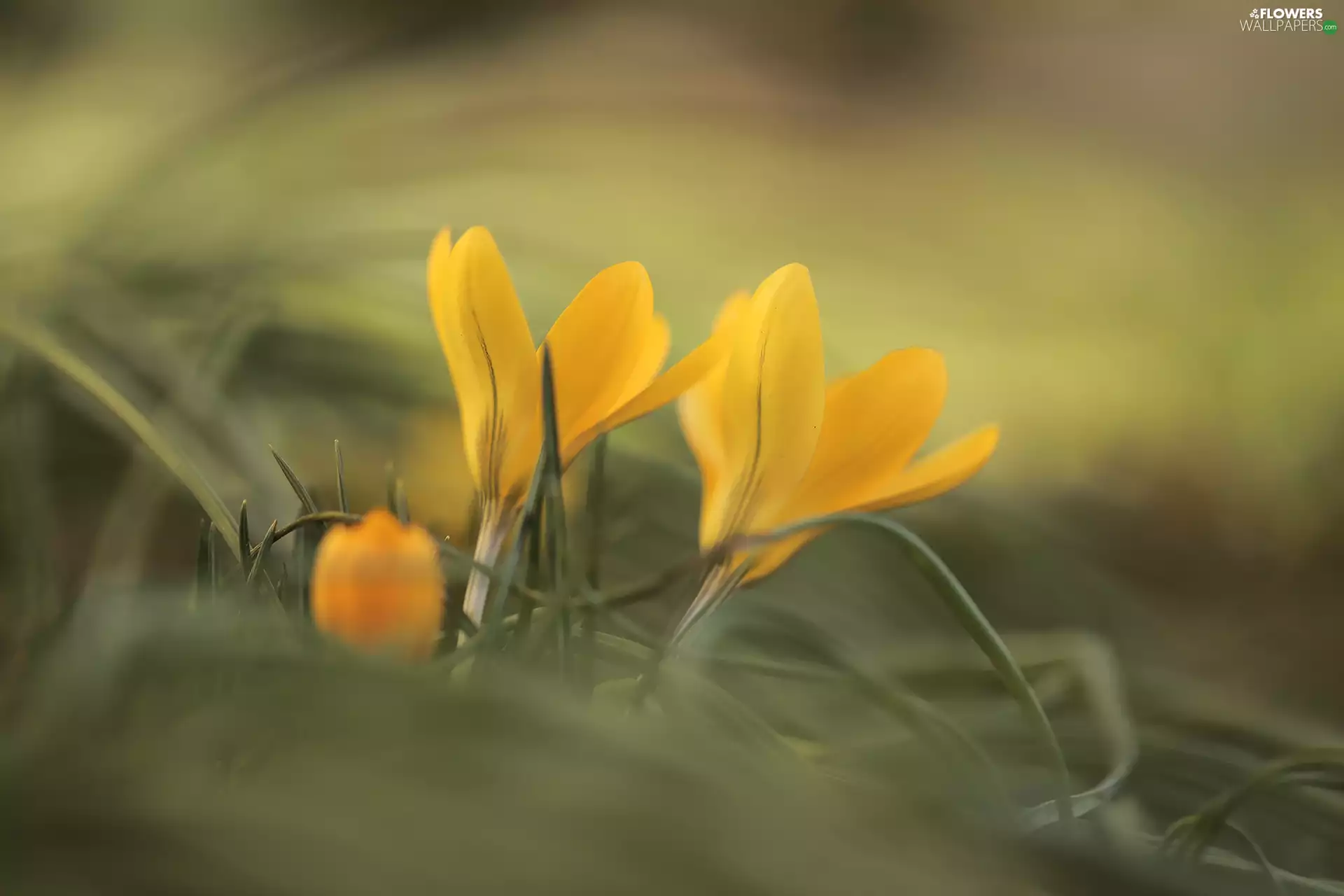 Yellow, Flowers, blurry background, crocuses