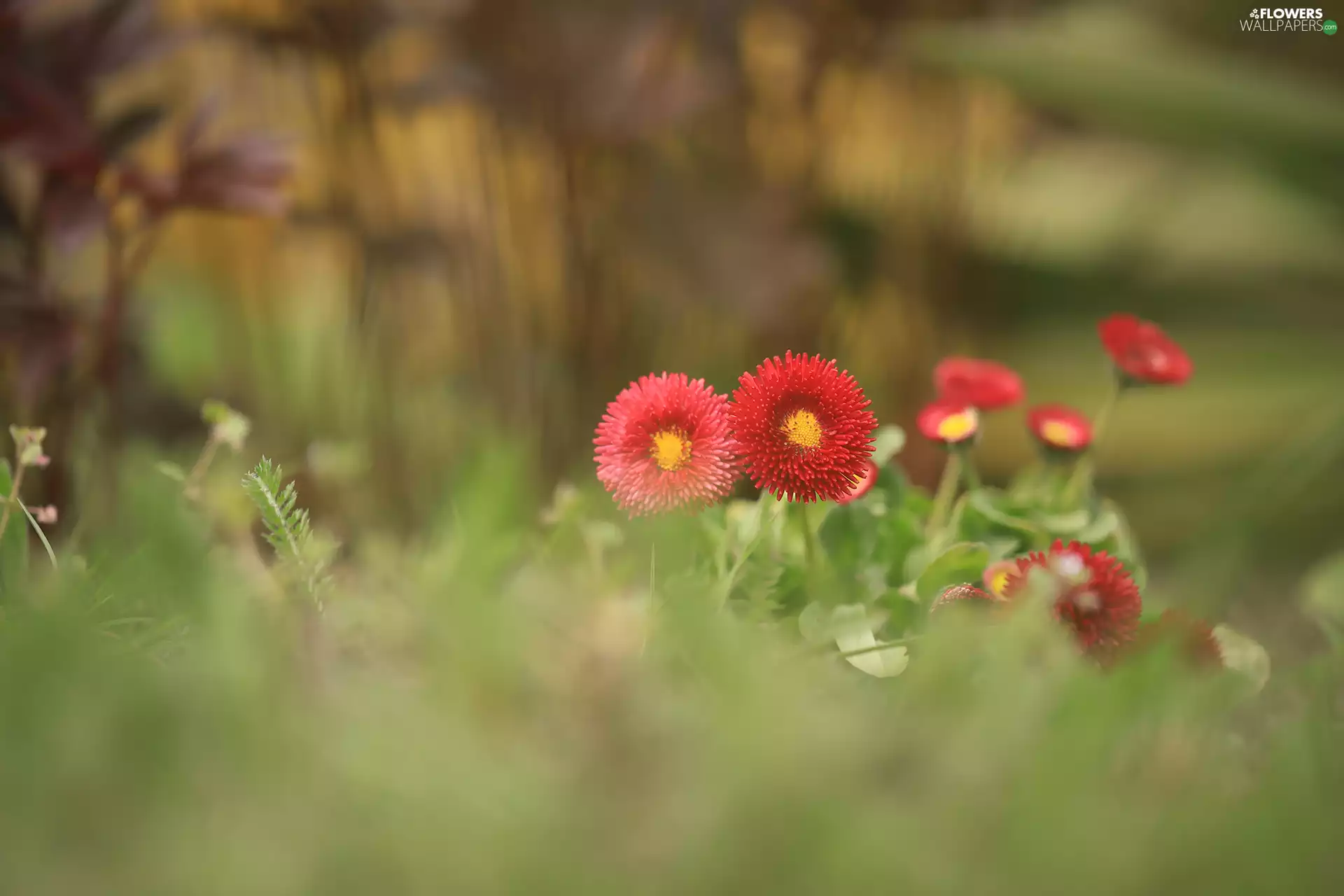 Red, Flowers, blurry background, daisies
