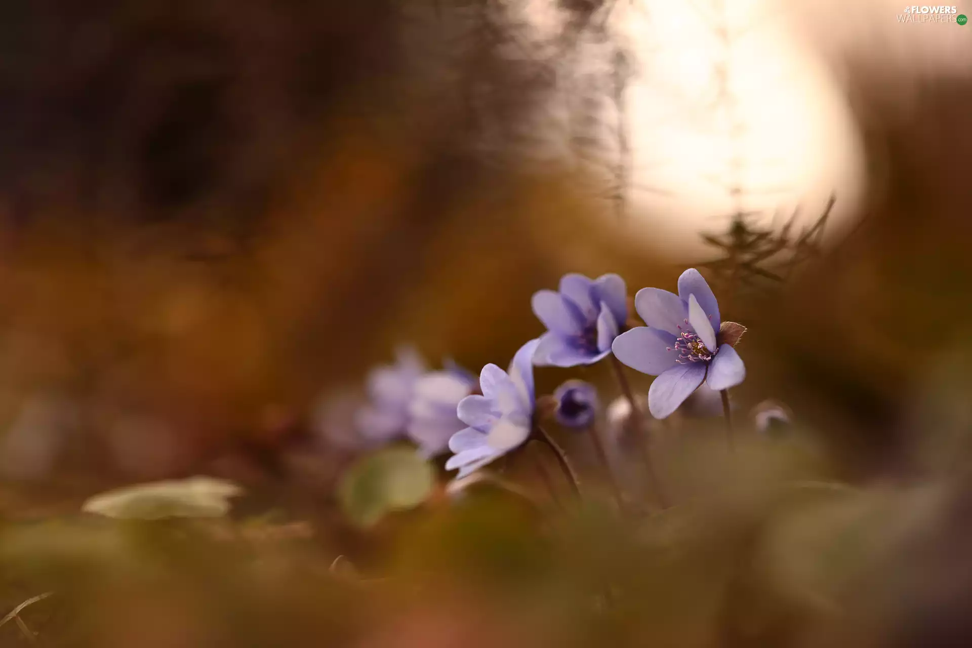 lilac, Flowers, blurry background, Liverworts