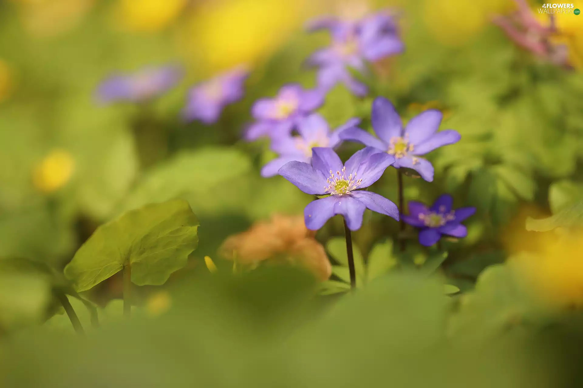 purple, Flowers, blurry background, Liverworts