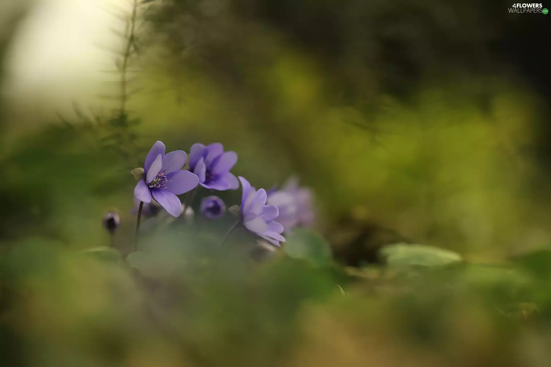 Liverworts, Flowers, blurry background, purple