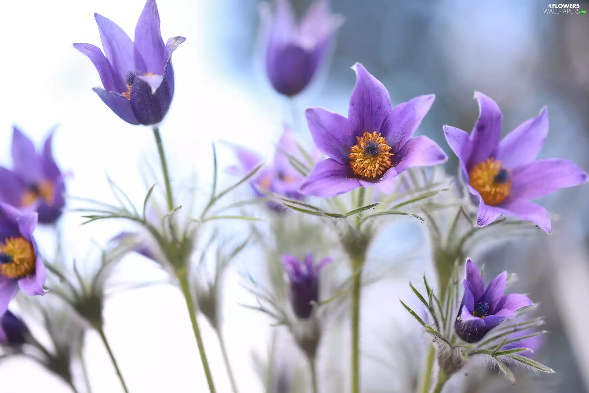 pasque, Flowers, blurry background, purple