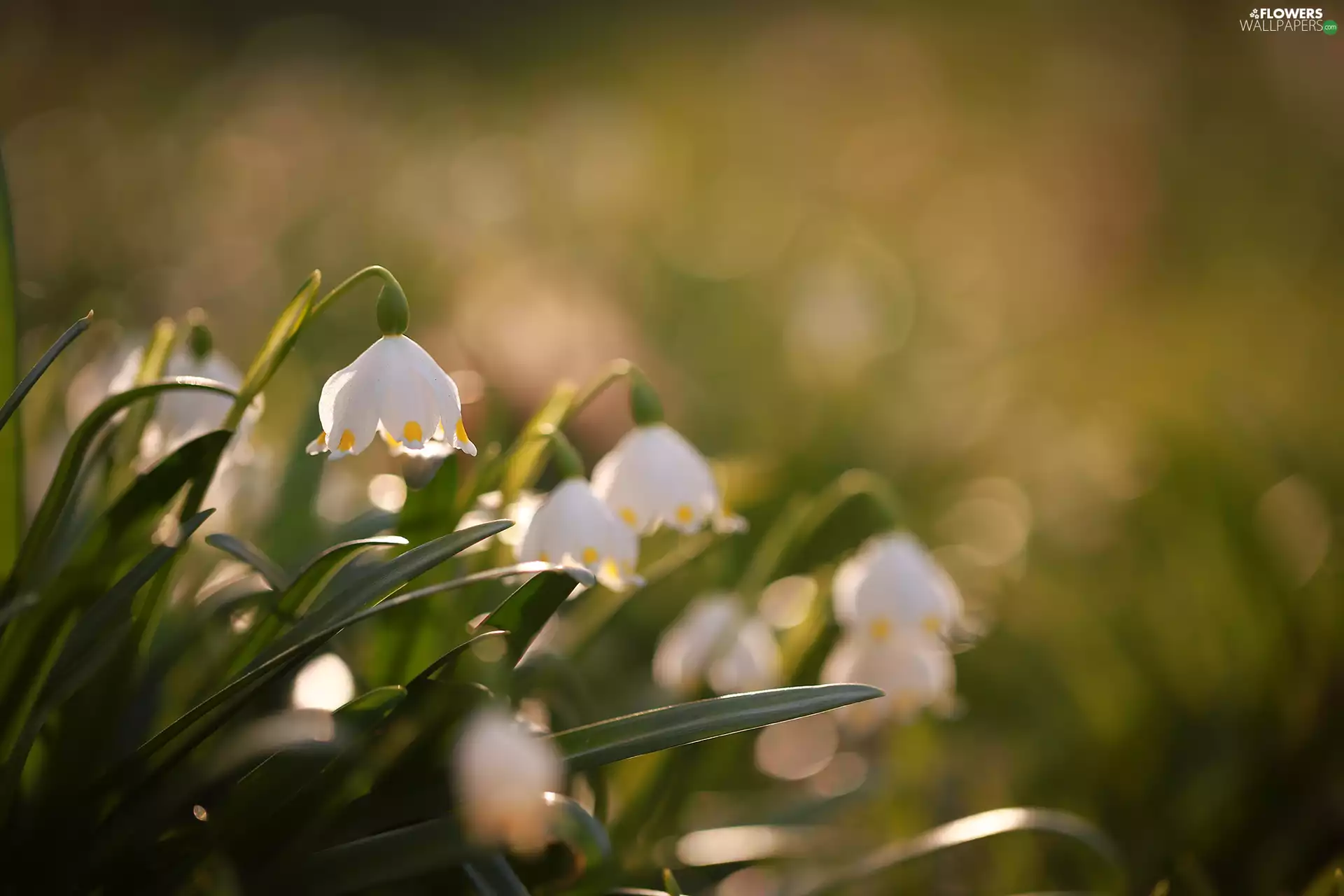 Leucojum, Flowers, blurry background, White