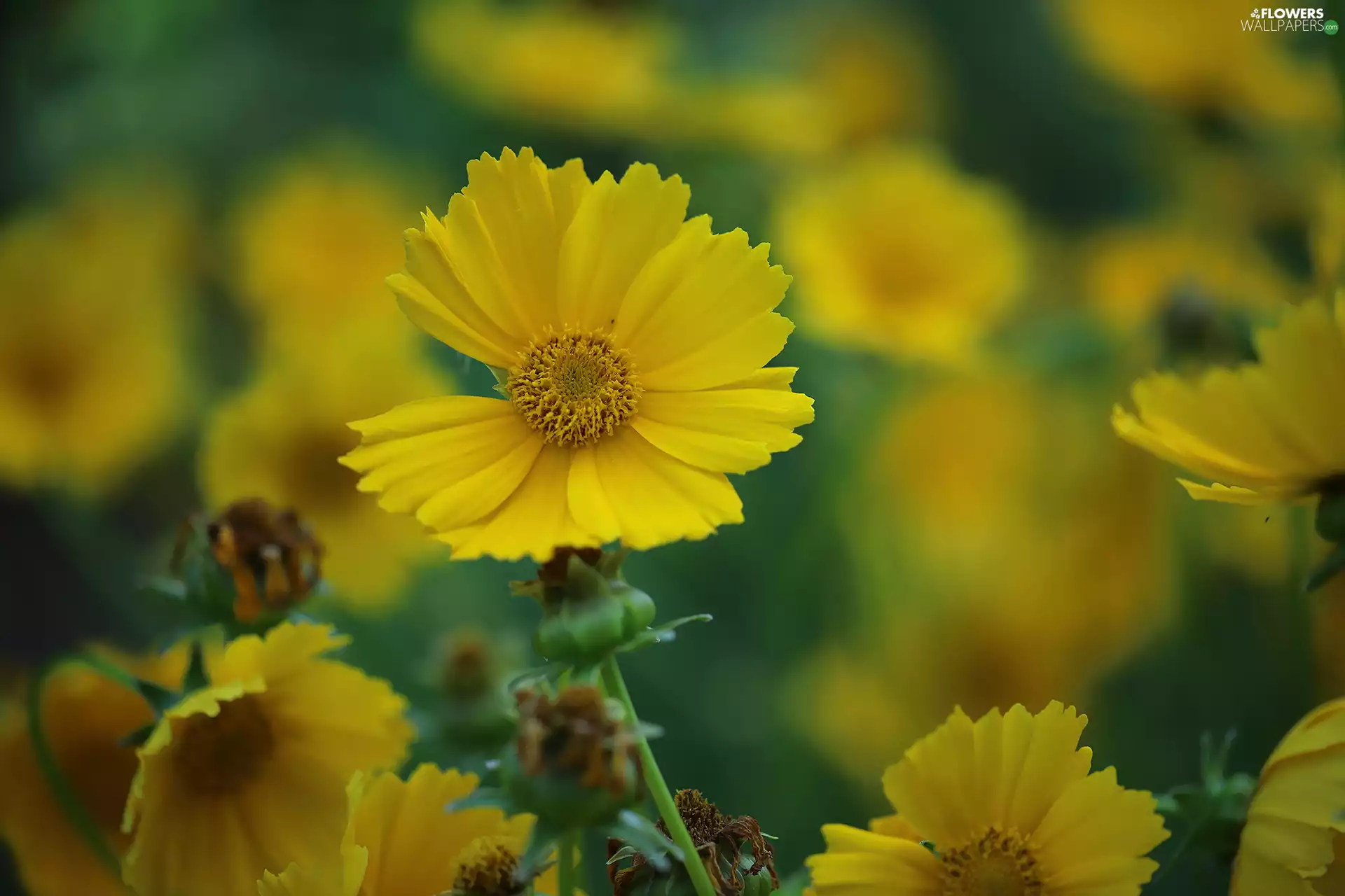 Calliopsis, Flowers, blurry background, Yellow
