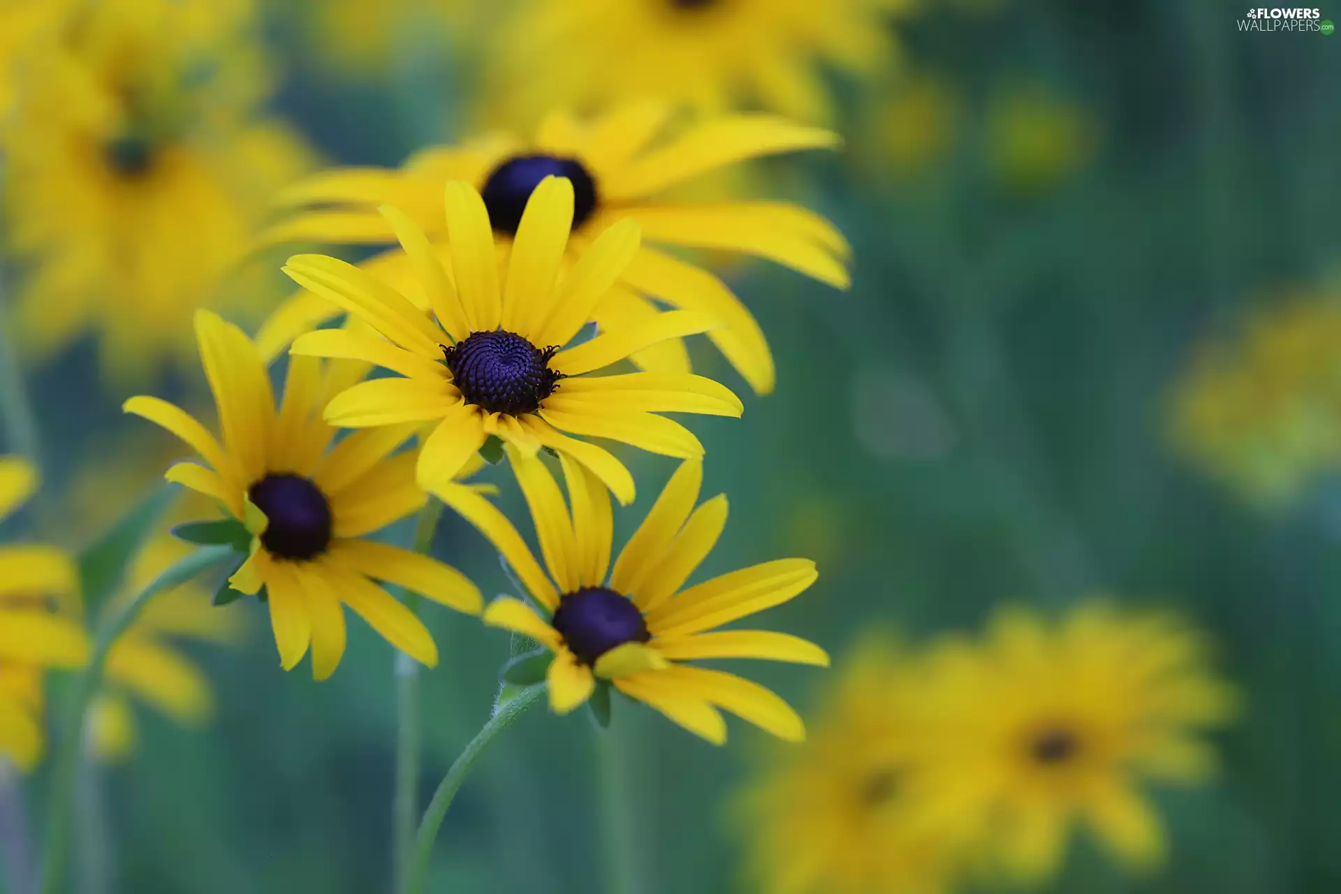Rudbekie, Flowers, blurry background, Yellow
