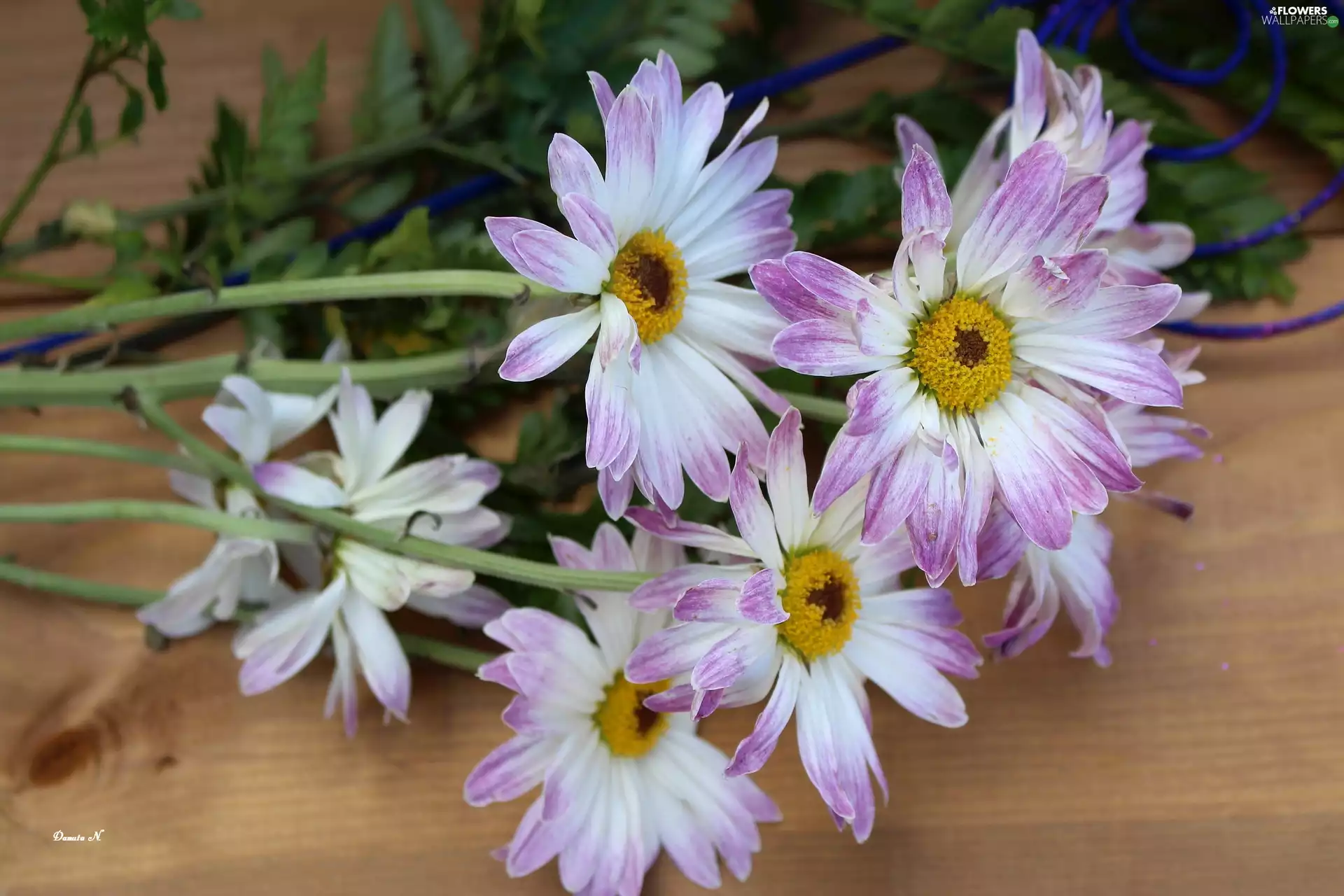 daisy, Flowers, board, Two tone