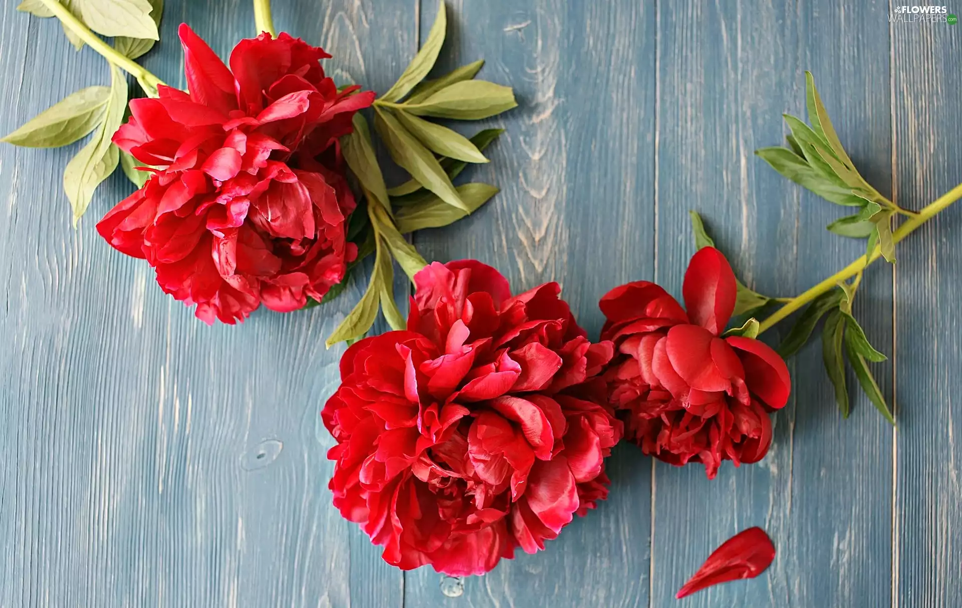 Flowers, Peonies, boarding