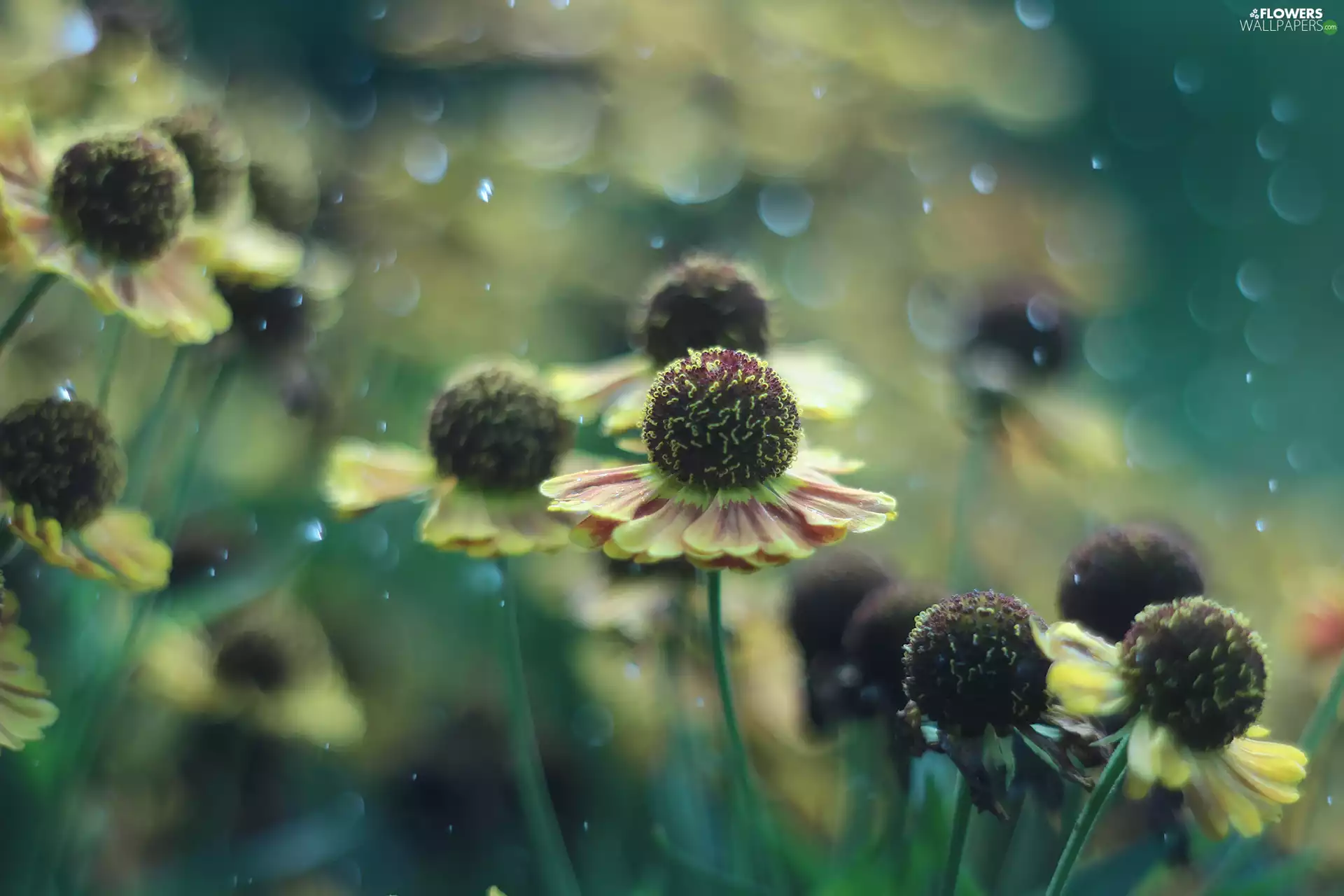 Bokeh, Helenium Hybridum, Flowers