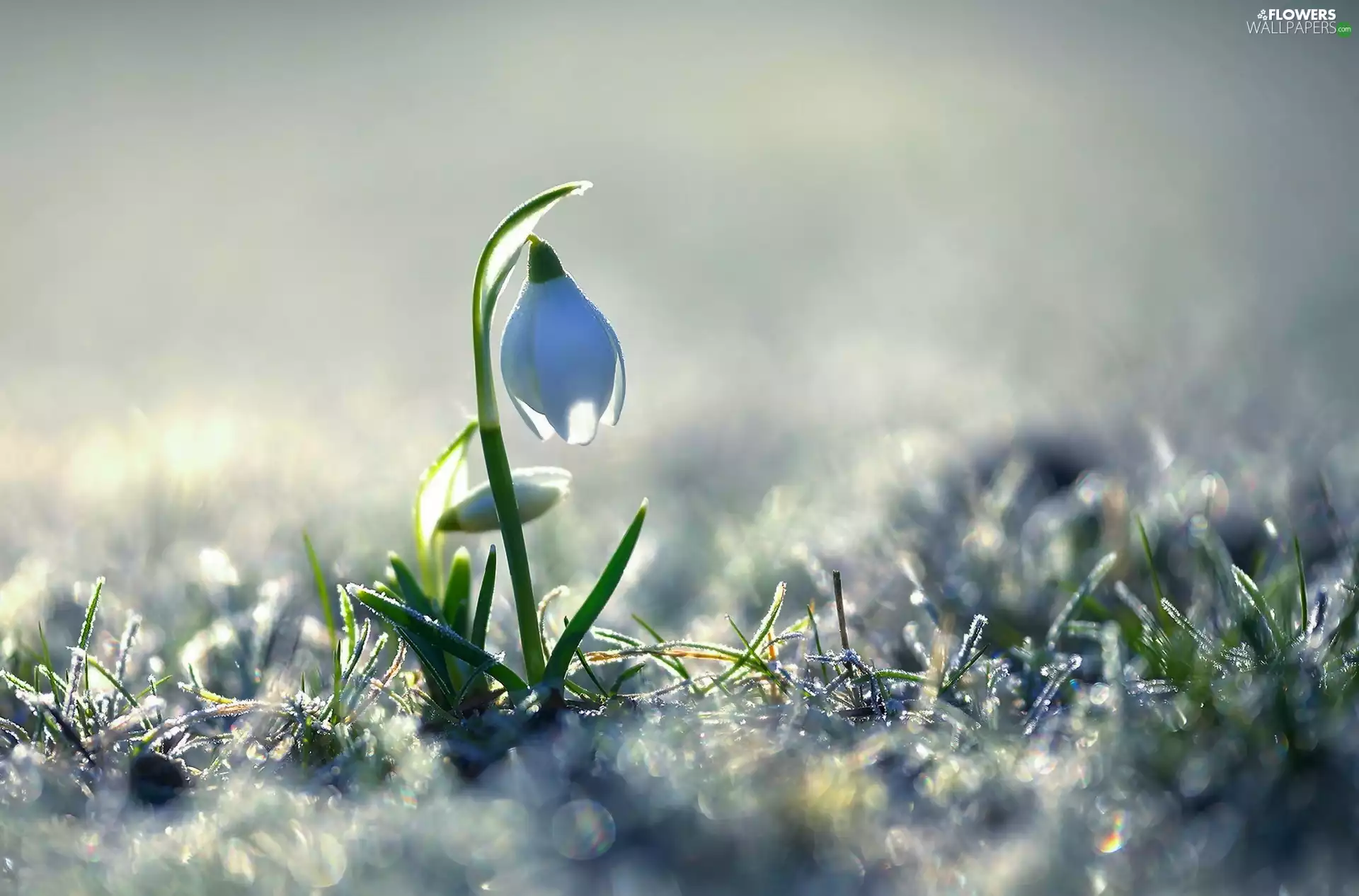 Colourfull Flowers, Bokeh, Spring, Snowdrop