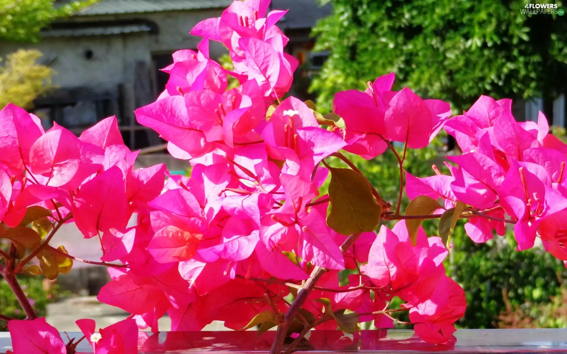 Flowers, Bougainvillea