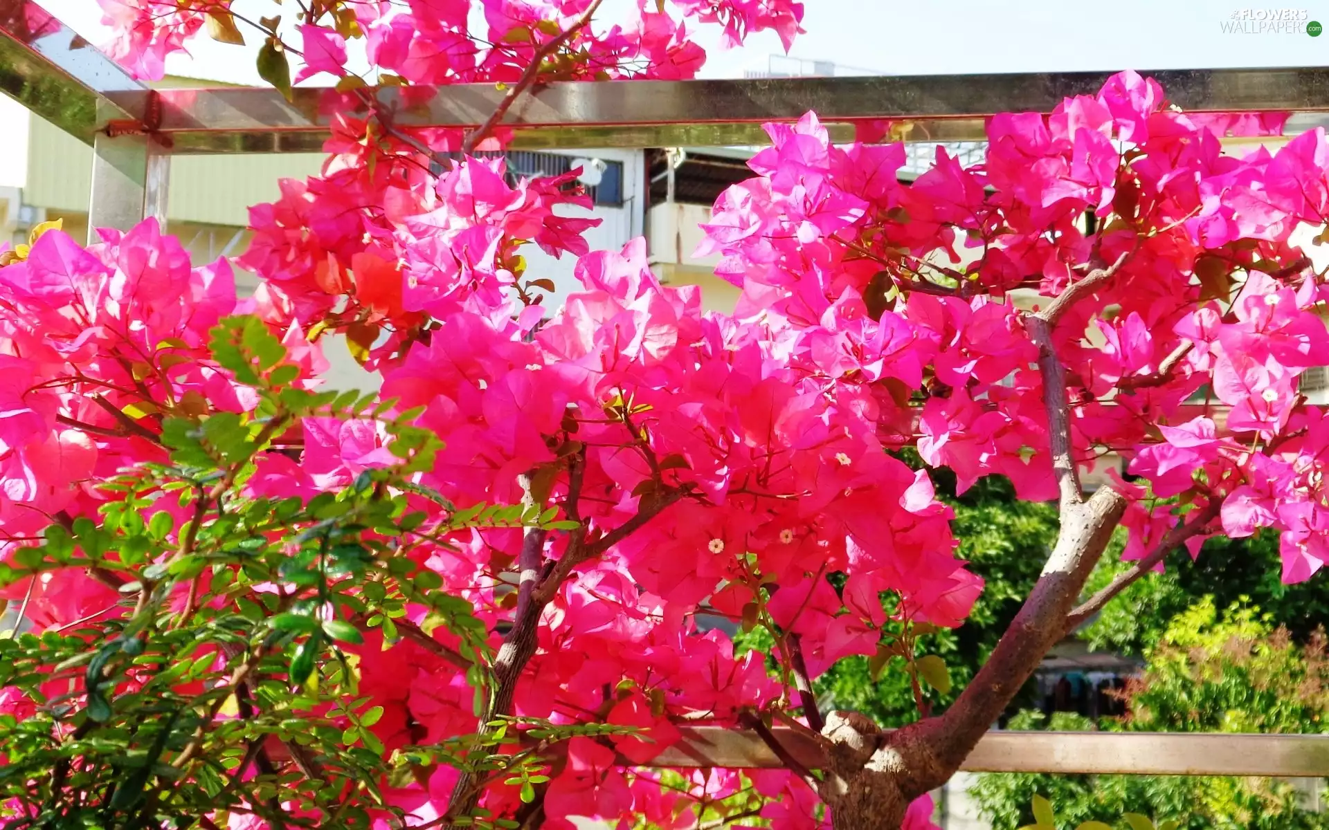 Flowers, Bougainvillea