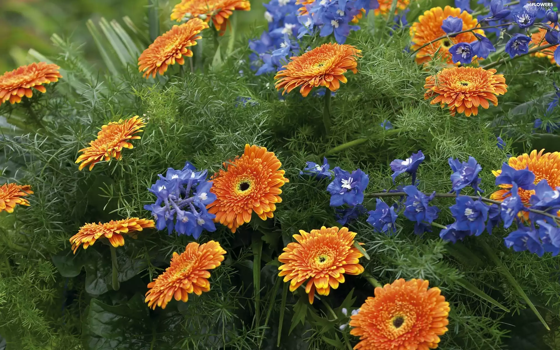 bouquet, gerberas, Asparagus, flowers