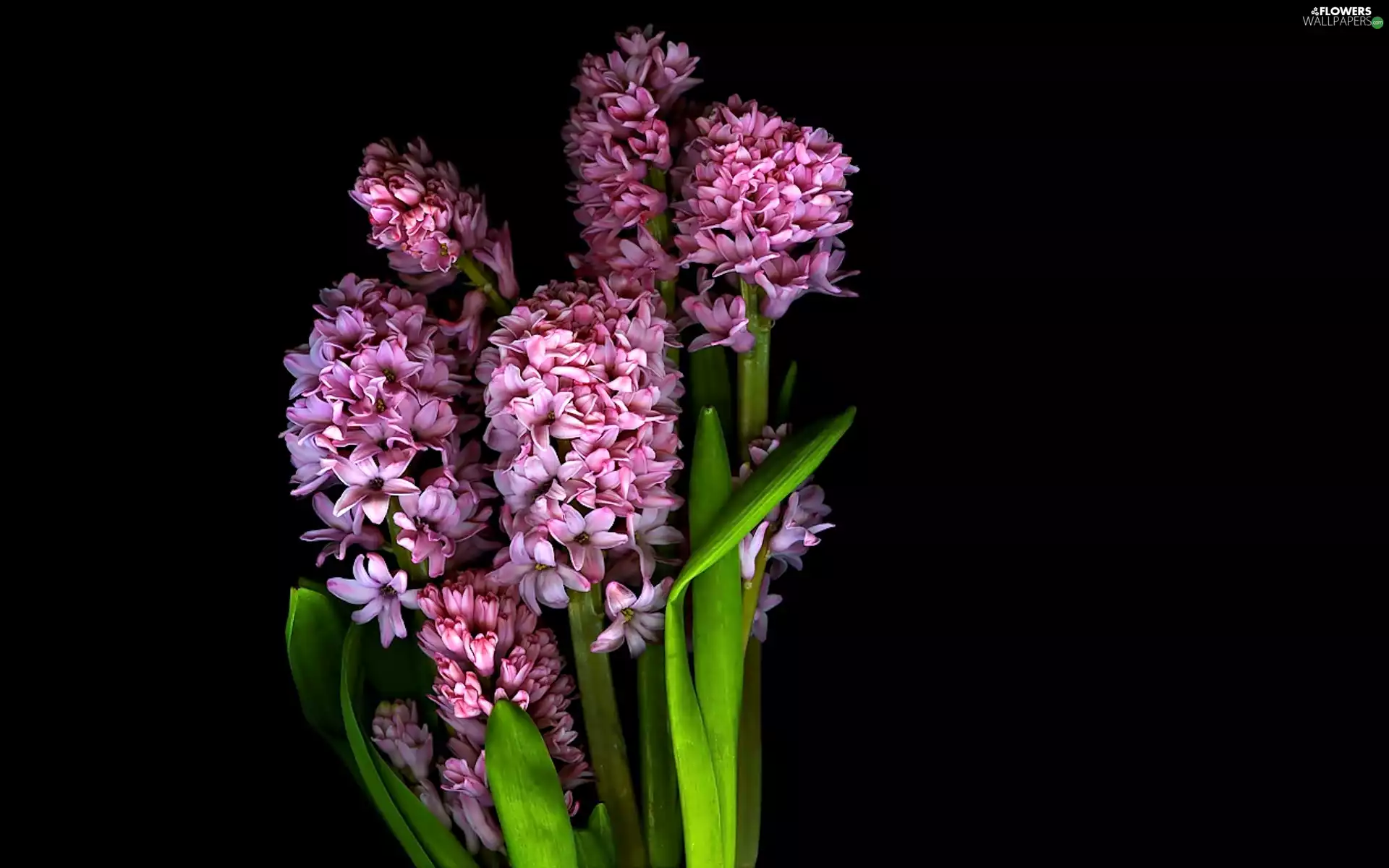 Flowers, hyacinth, bouquet