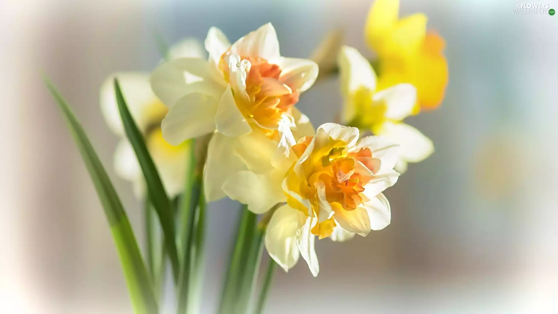 bouquet, narcissus, jonquil, Flowers