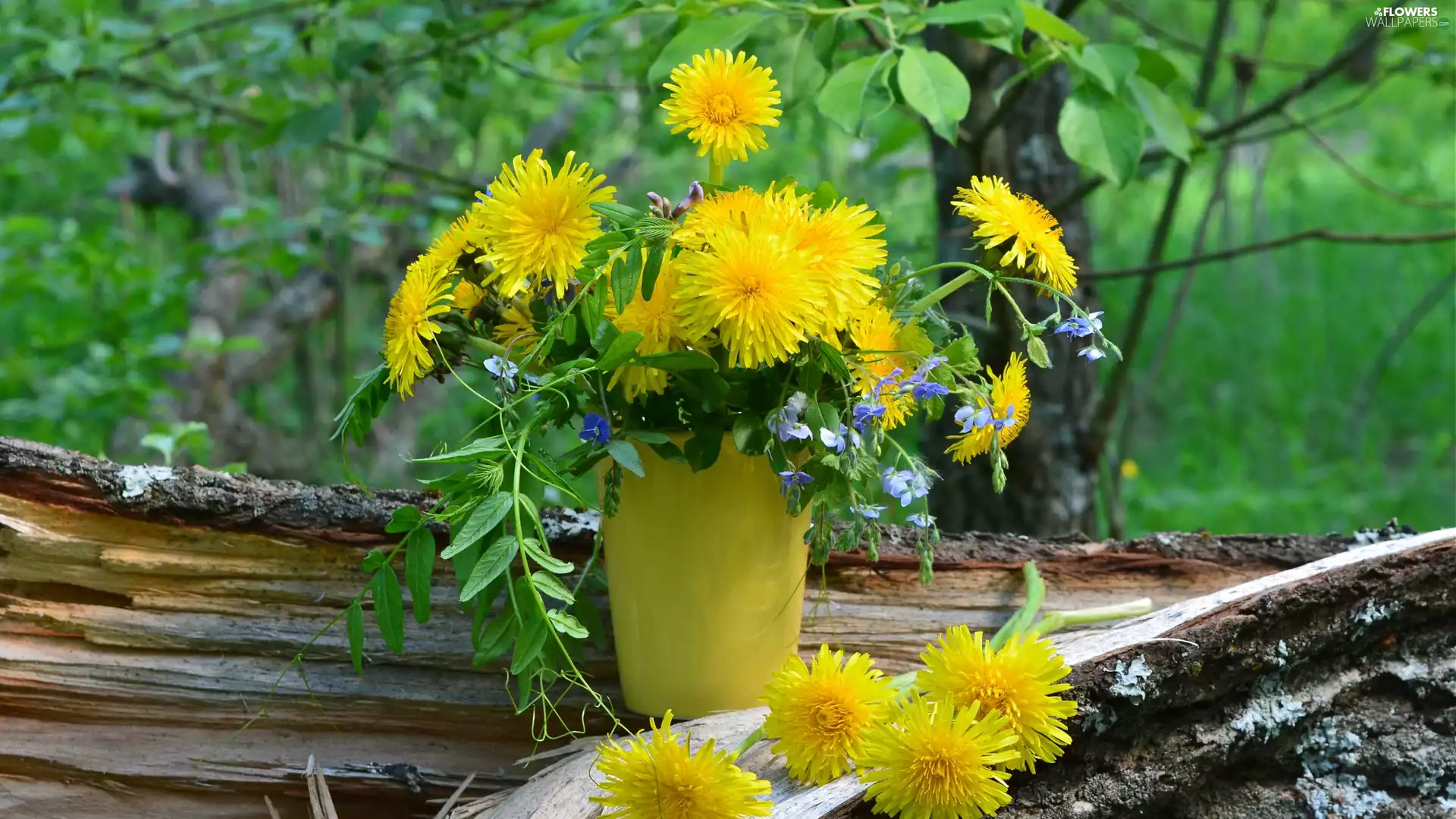 bouquet, dandelion, Vase, Flowers