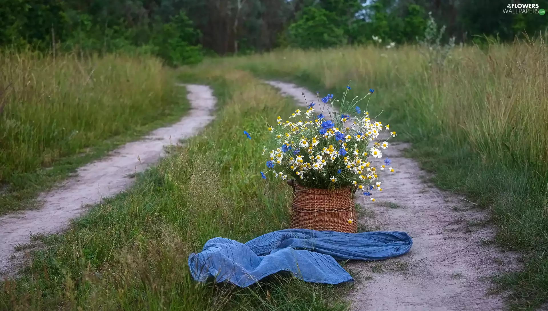 camomiles, Way, bouquet, Flowers, Meadow, cornflowers, basket