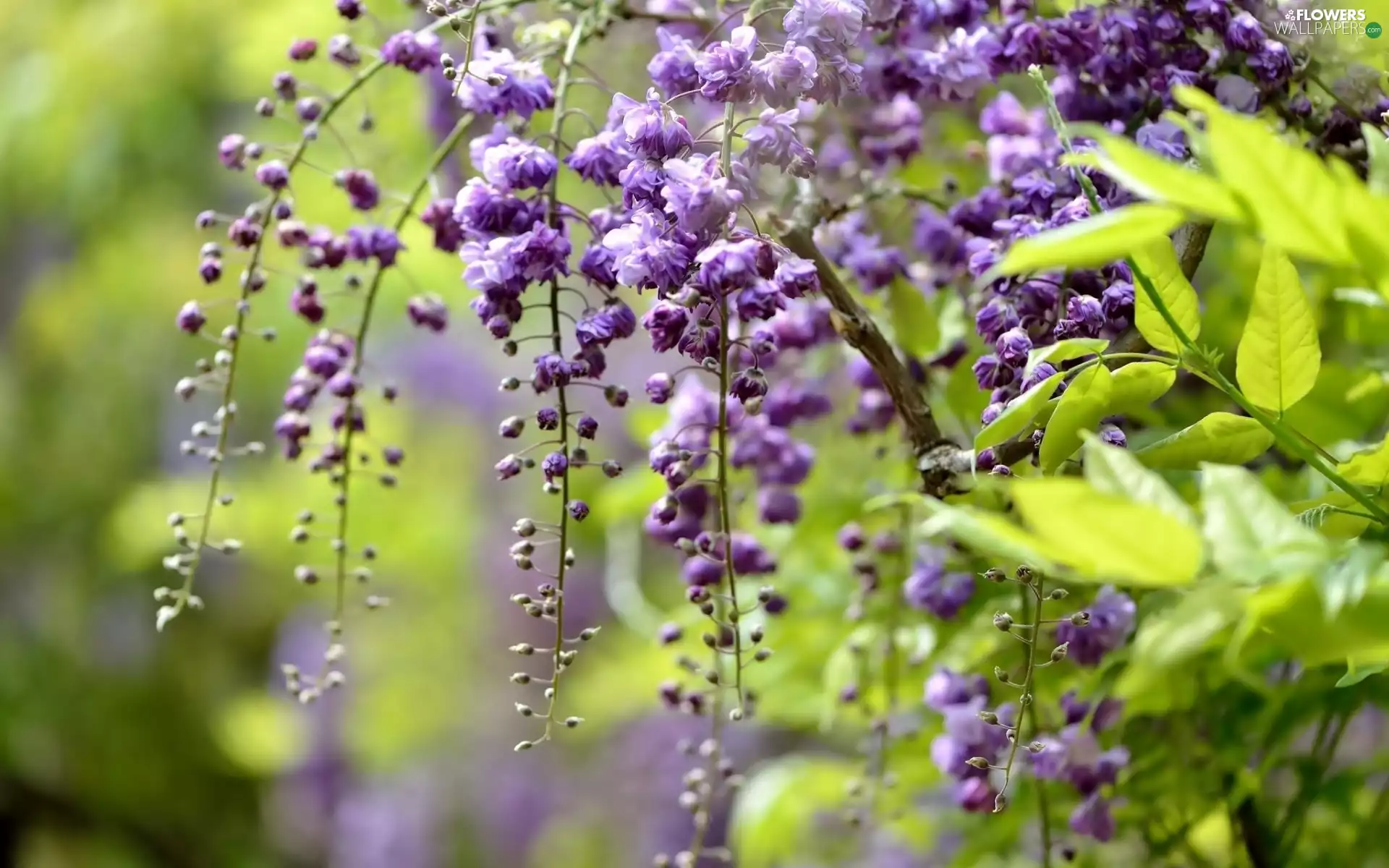 Flowers, Wisteria, branch