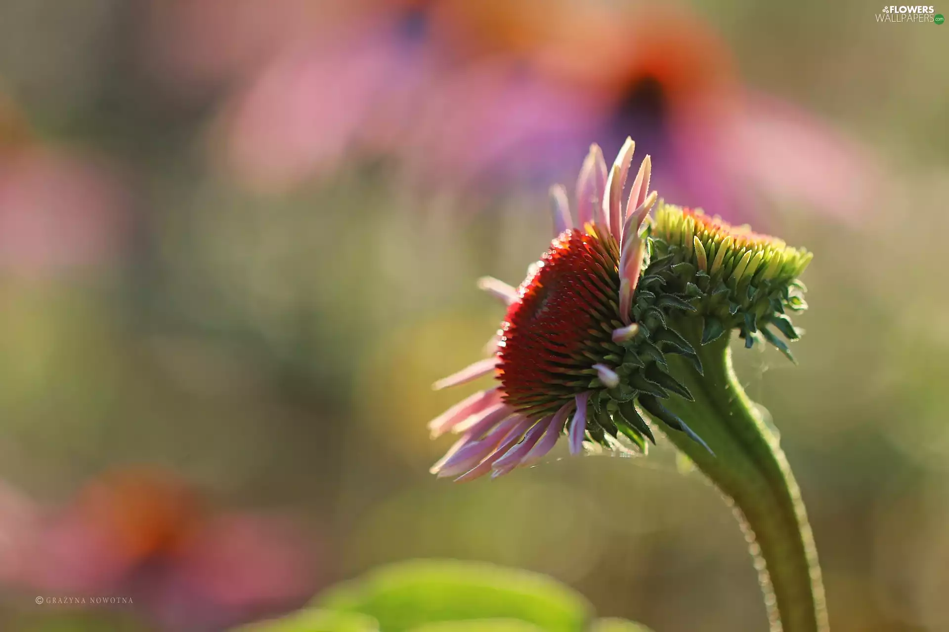 bud, echinacea, Colourfull Flowers