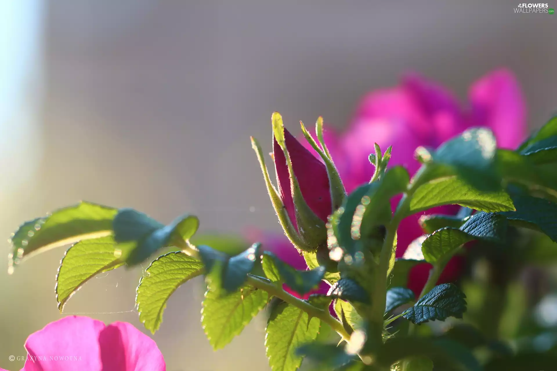 bud, rose, Colourfull Flowers