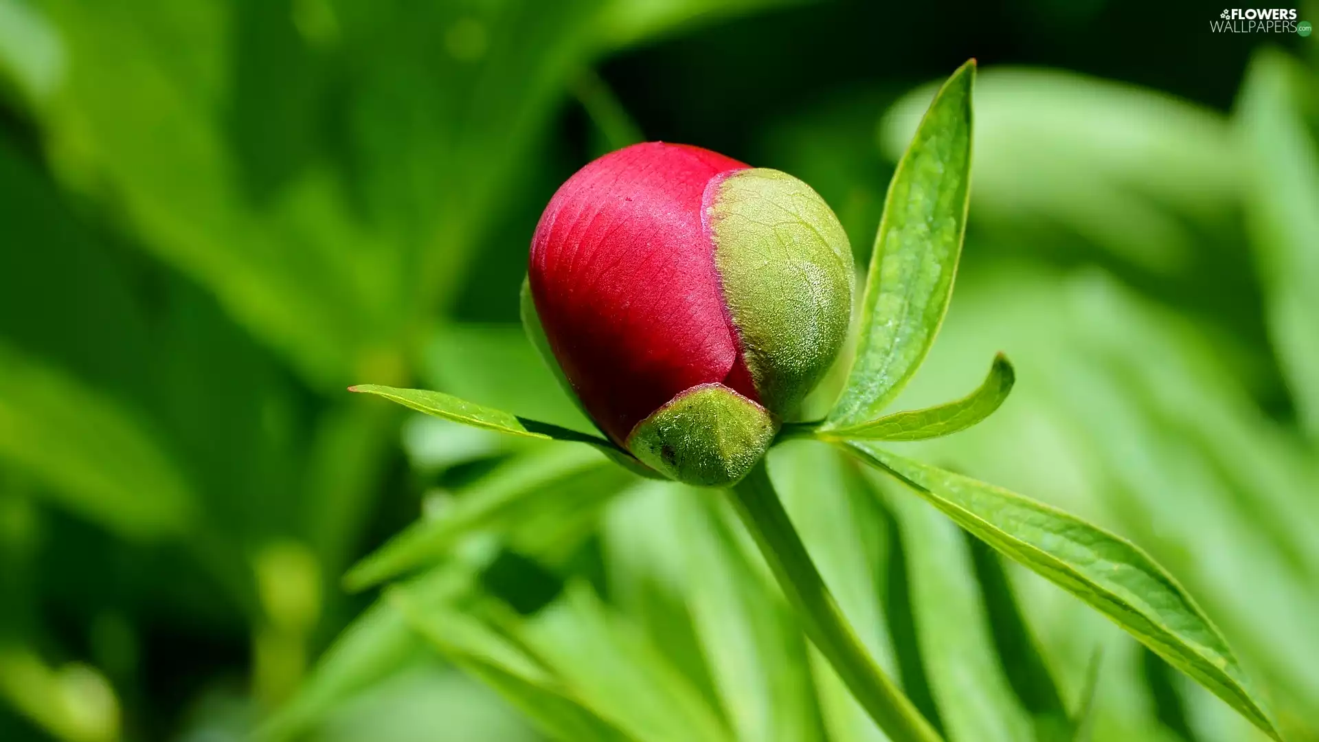 Colourfull Flowers, bud, Leaf, peony