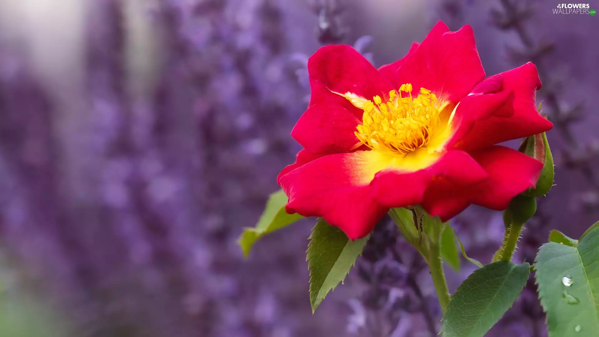Colourfull Flowers, bud, Leaf, rose