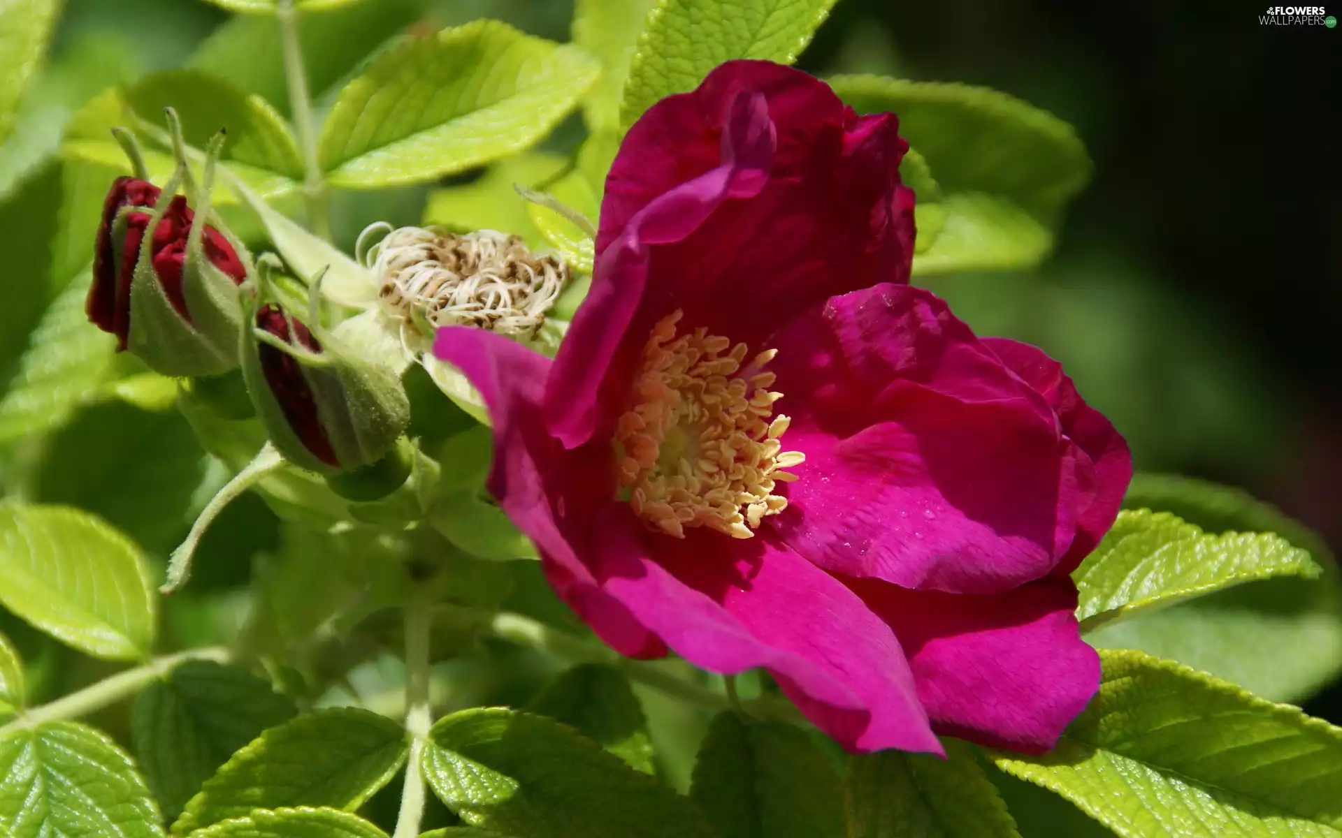 Buds, rose, Colourfull Flowers