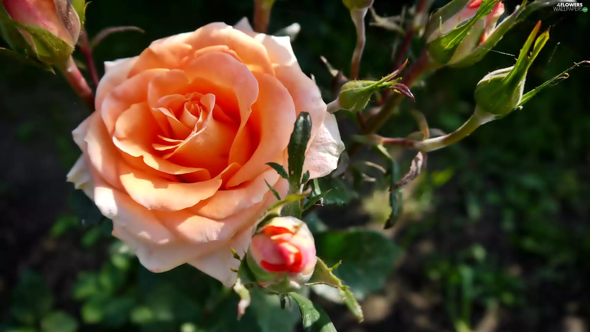 Buds, rose, Colourfull Flowers